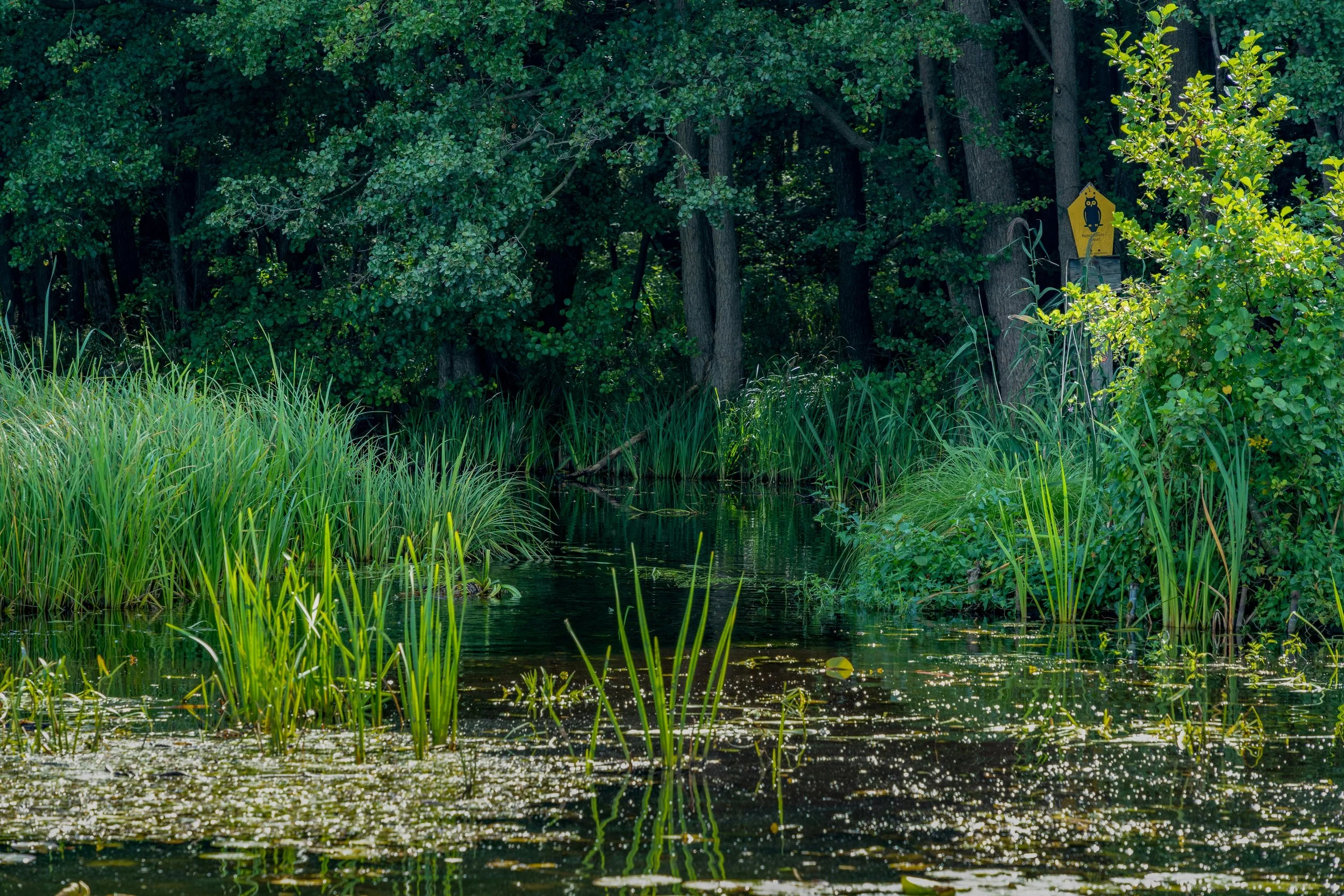 A small wooden owl-shaped owl nest box attached to a tree trunk by a pond surrounded by green plants and tall grass.