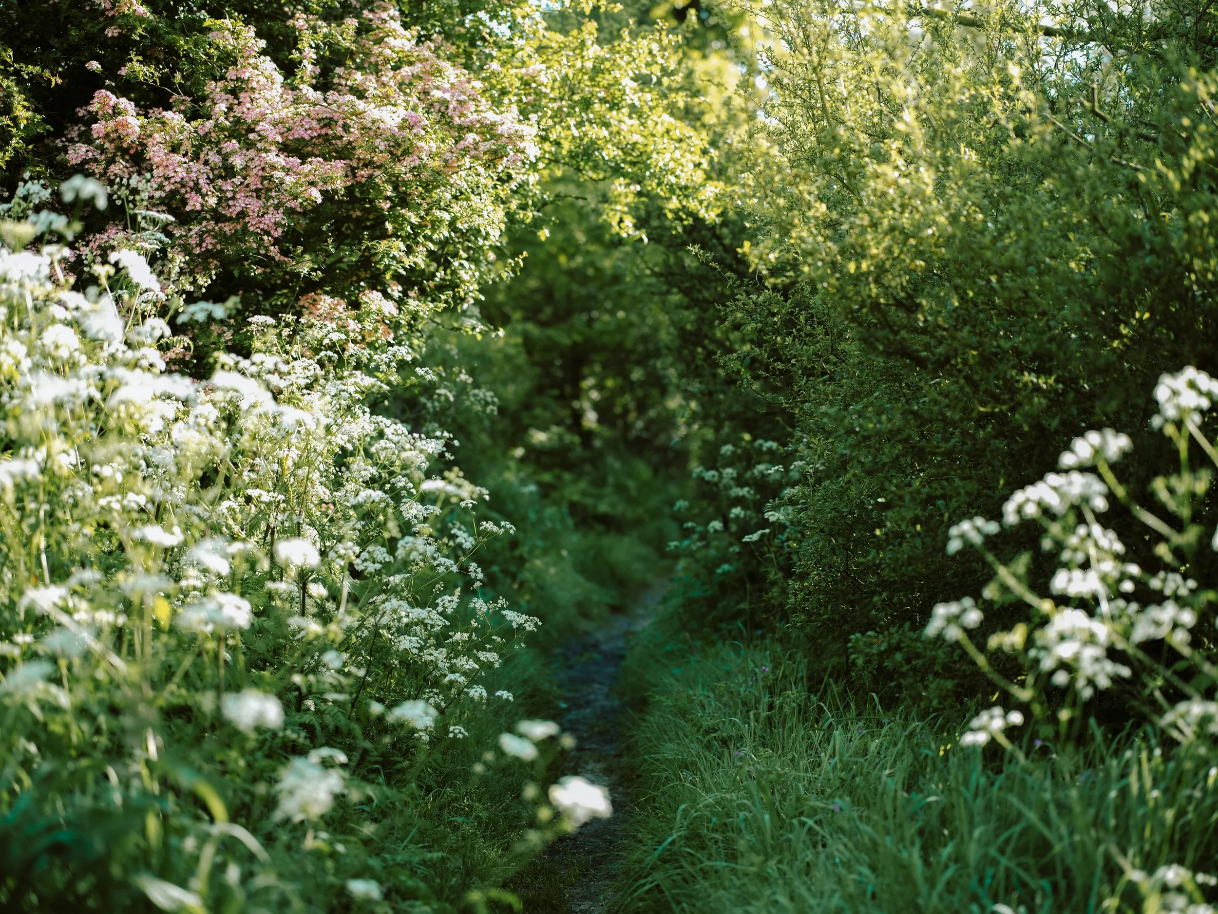 A lush green forest with a narrow dirt trail running through the center, surrounded by dense bushes and flowering plants illuminated by sunlight.
