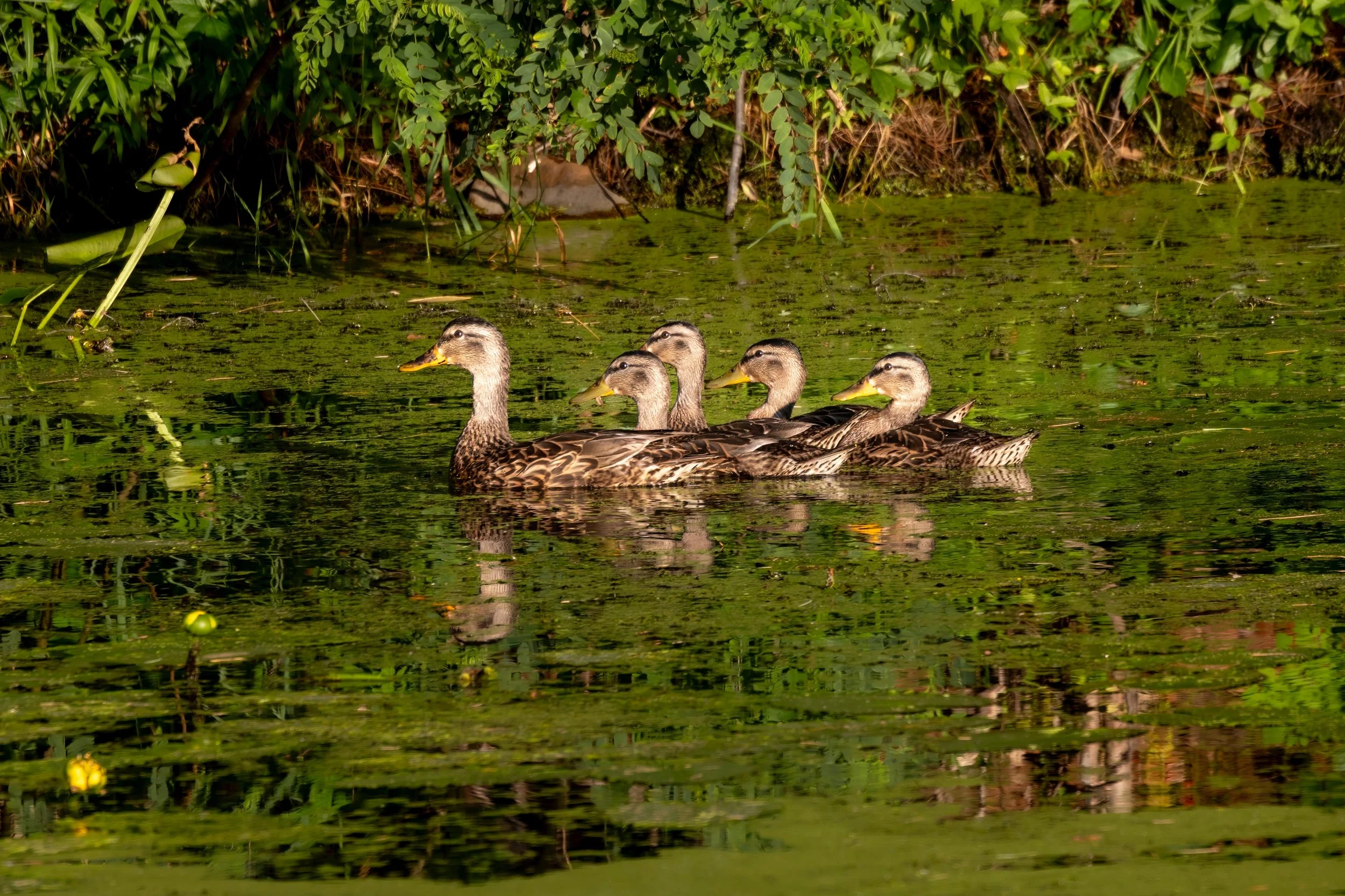 A group of five ducks swimming in a pond with green algae and surrounded by lush green vegetation.