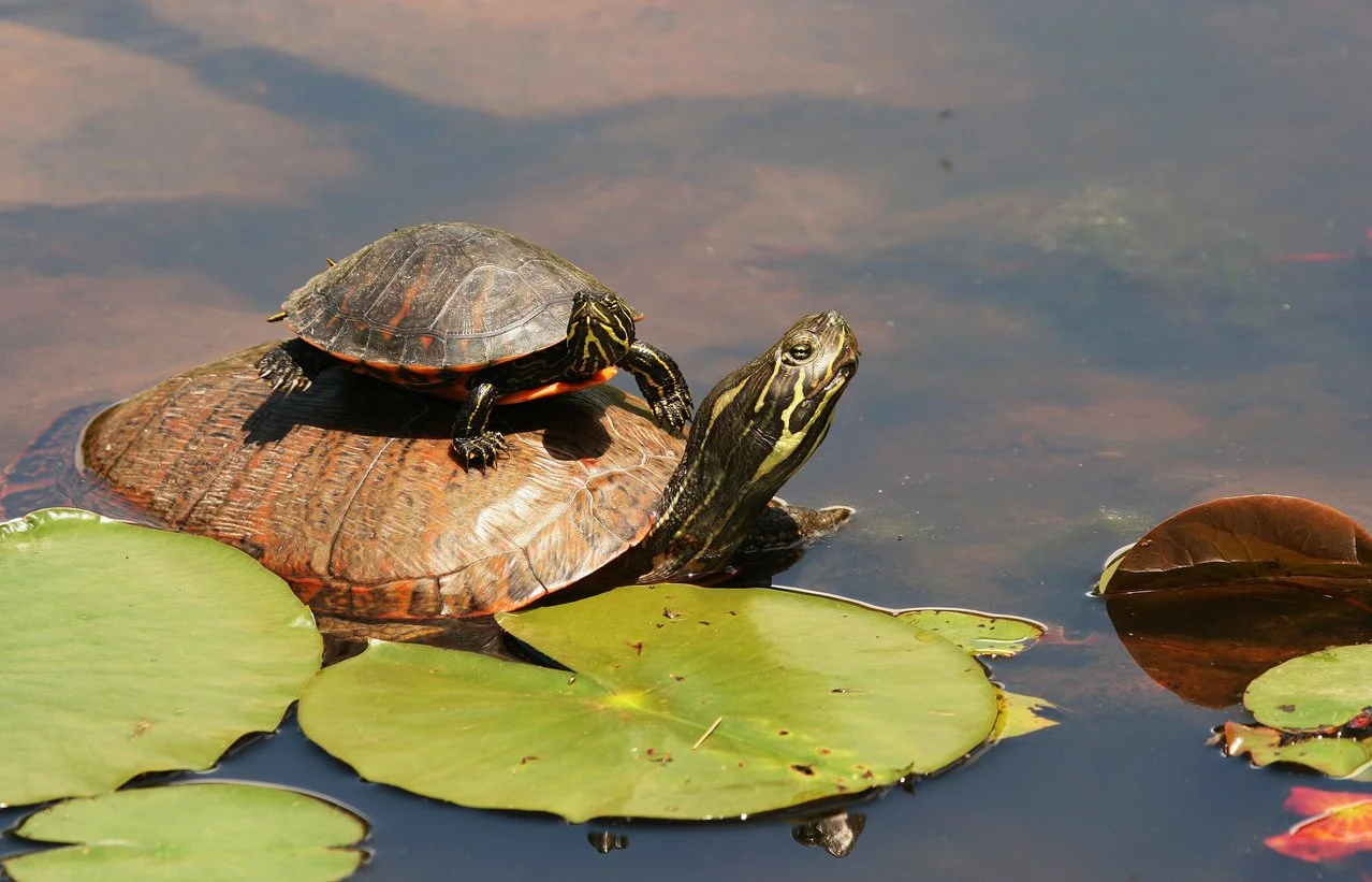 A small turtle on a rock in a pond with lily pads, next to a larger turtle with a striped head, partially submerged in water.
