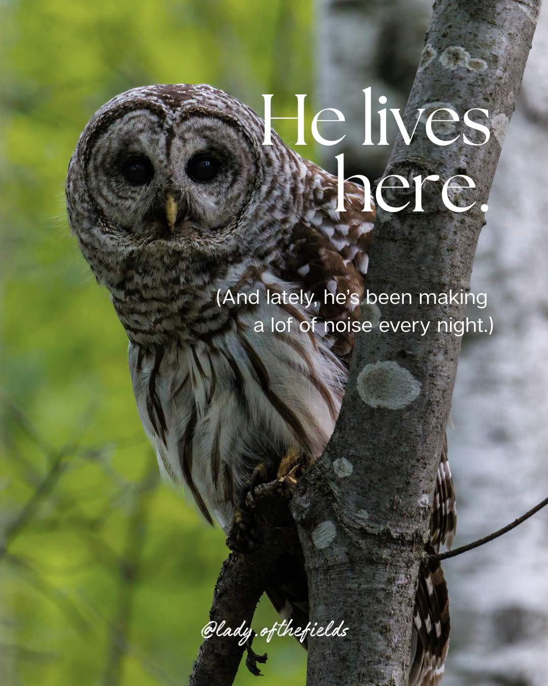 Close-up of a spotted owl perched on a tree branch with green foliage background.