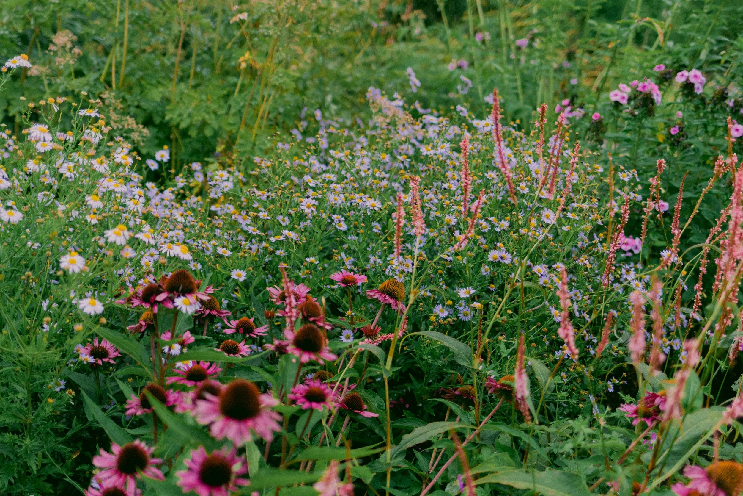 A vibrant garden full of various colorful flowers, including pink coneflowers, daisies, and other wildflowers, with lush green foliage.