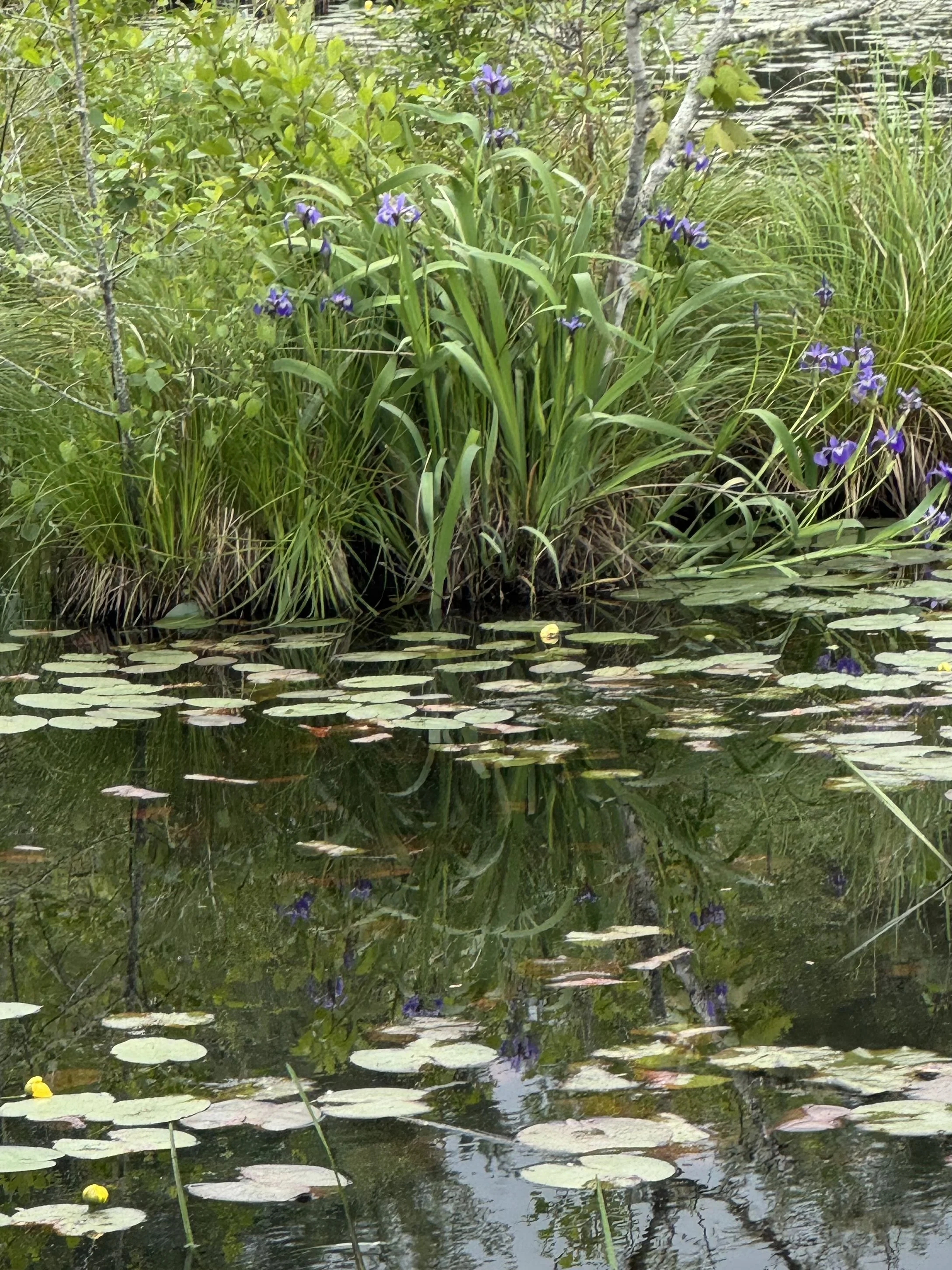 A pond with lily pads and purple irises growing on the water's edge, surrounded by green vegetation and trees reflected in the water.