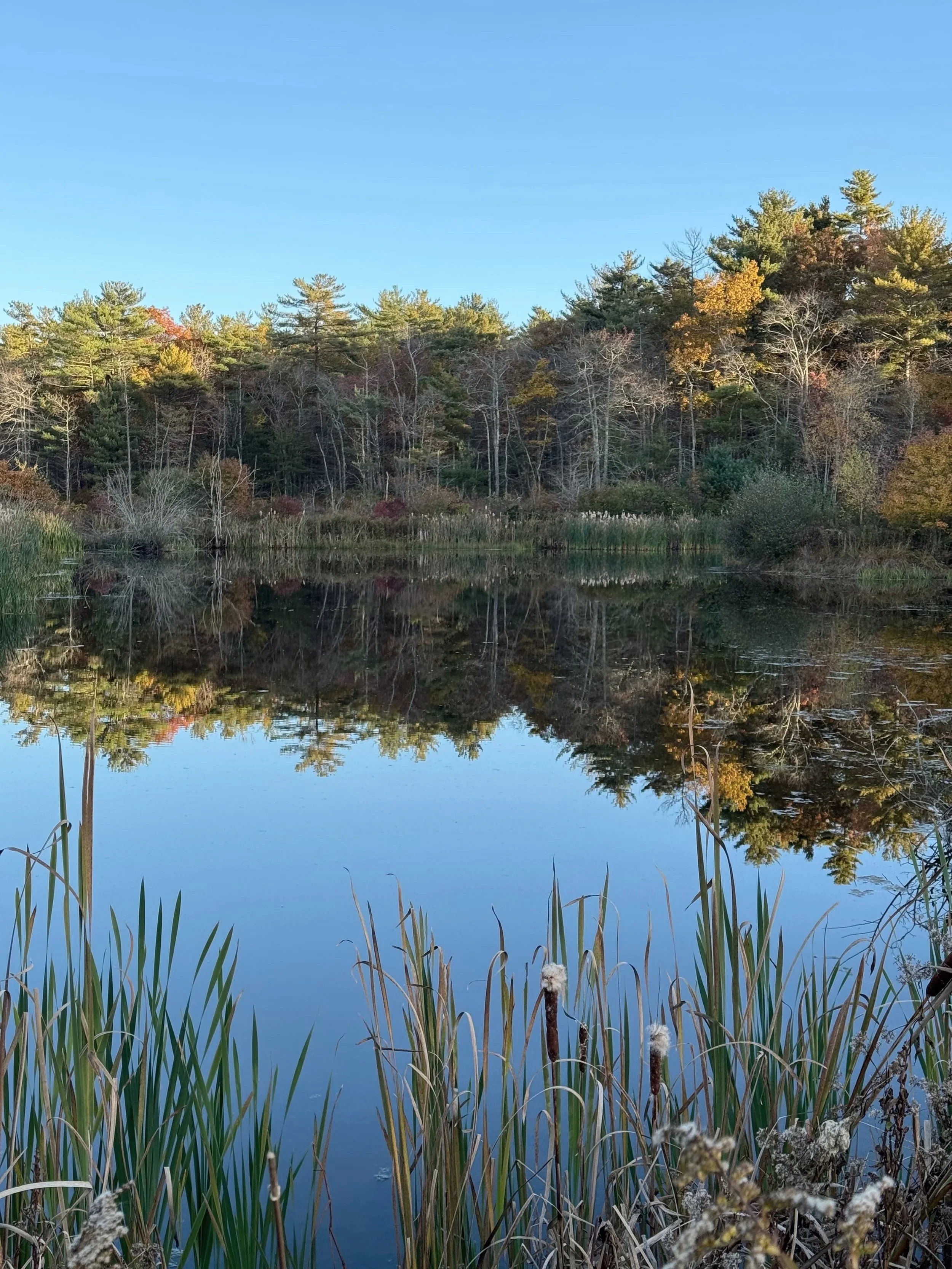 A peaceful lake scene during autumn with a blue sky, trees with green, yellow, and orange leaves, and reflections on the water. Tall grass and cattails in the foreground.