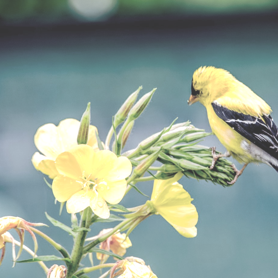 A yellow finch perched on a yellow flowering plant.