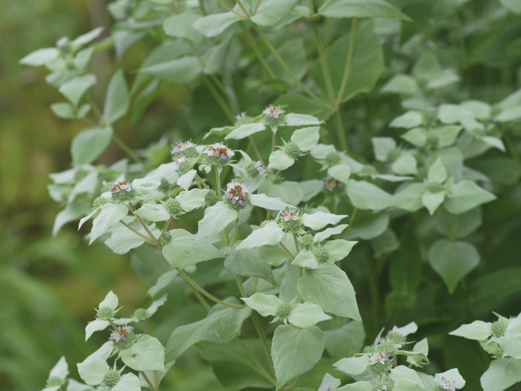 Clustered Mountain Mint