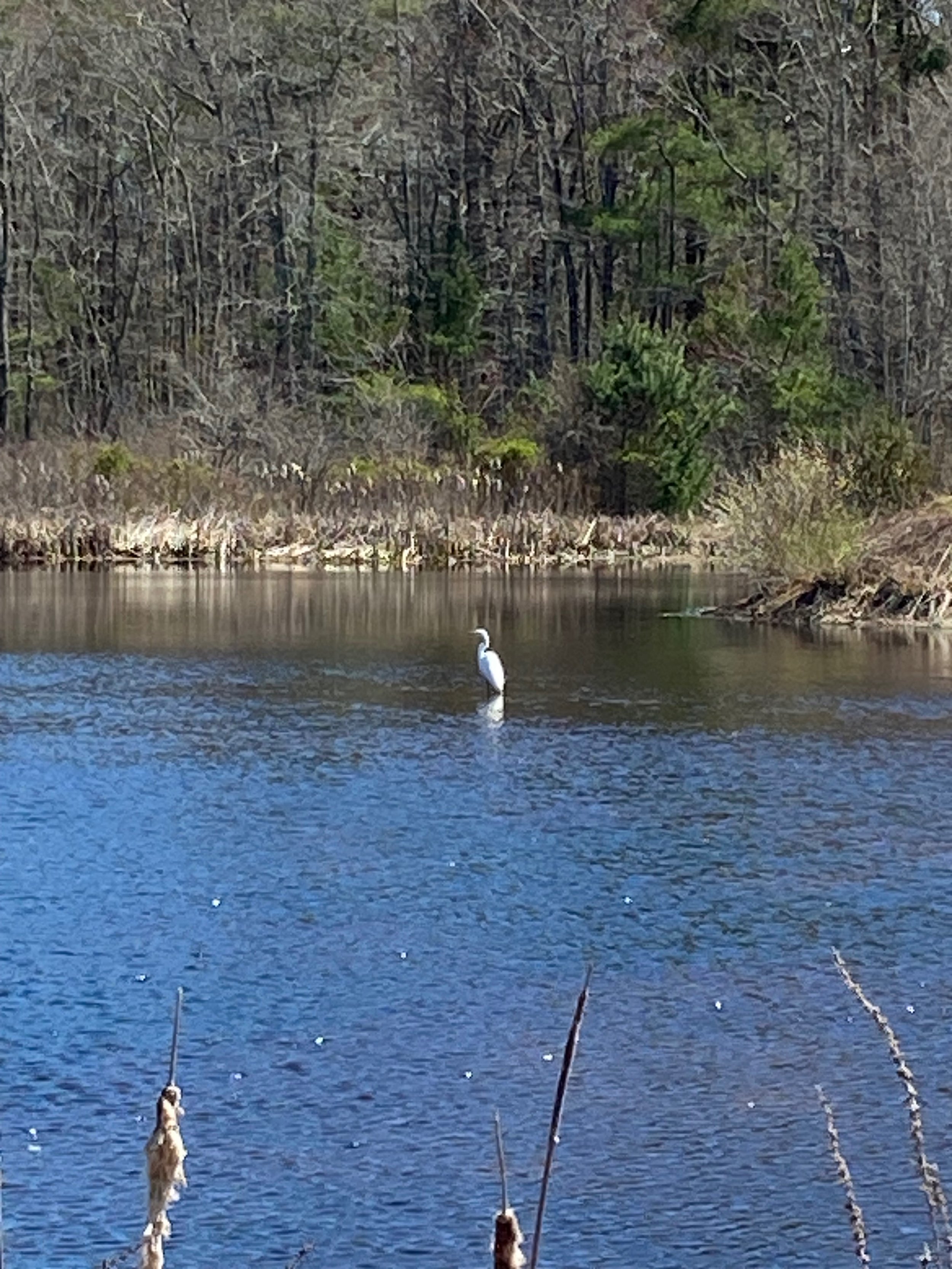 A body of water, with an egret standing in the water. In the background, there are leafless and green trees on the shoreline.
