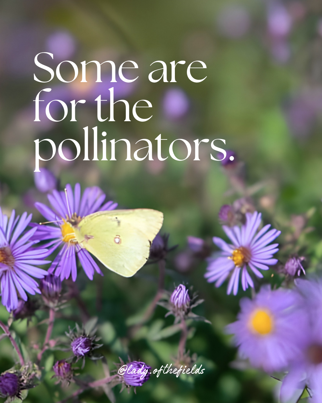 A yellow butterfly on purple flowers with the text 'Some are for the pollinators' and the handle '@lady.offthefields'.