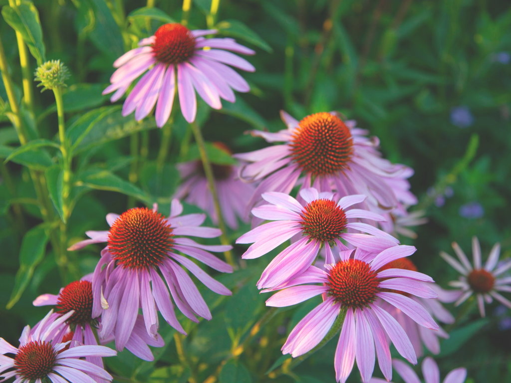 Purple Coneflower