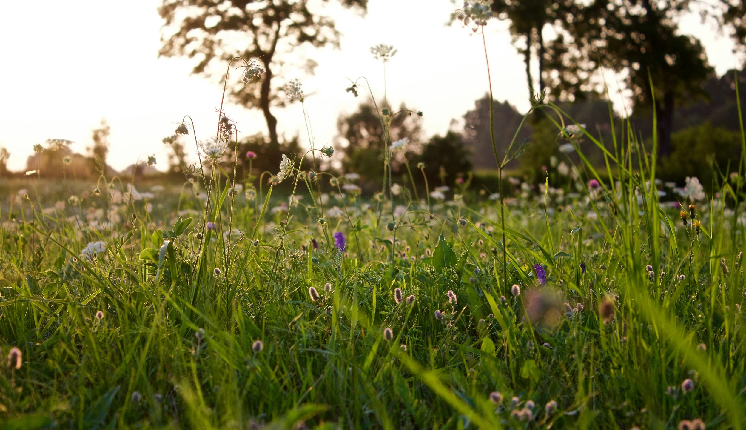 A close-up of a field of green grass and wildflowers at sunset, with trees in the background and a warm, golden light.