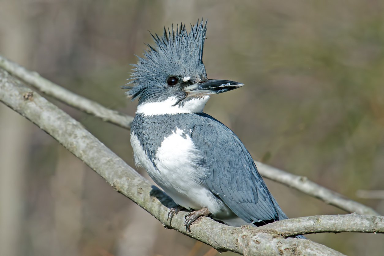 A blue and white Kingfisher bird perched on a tree branch.