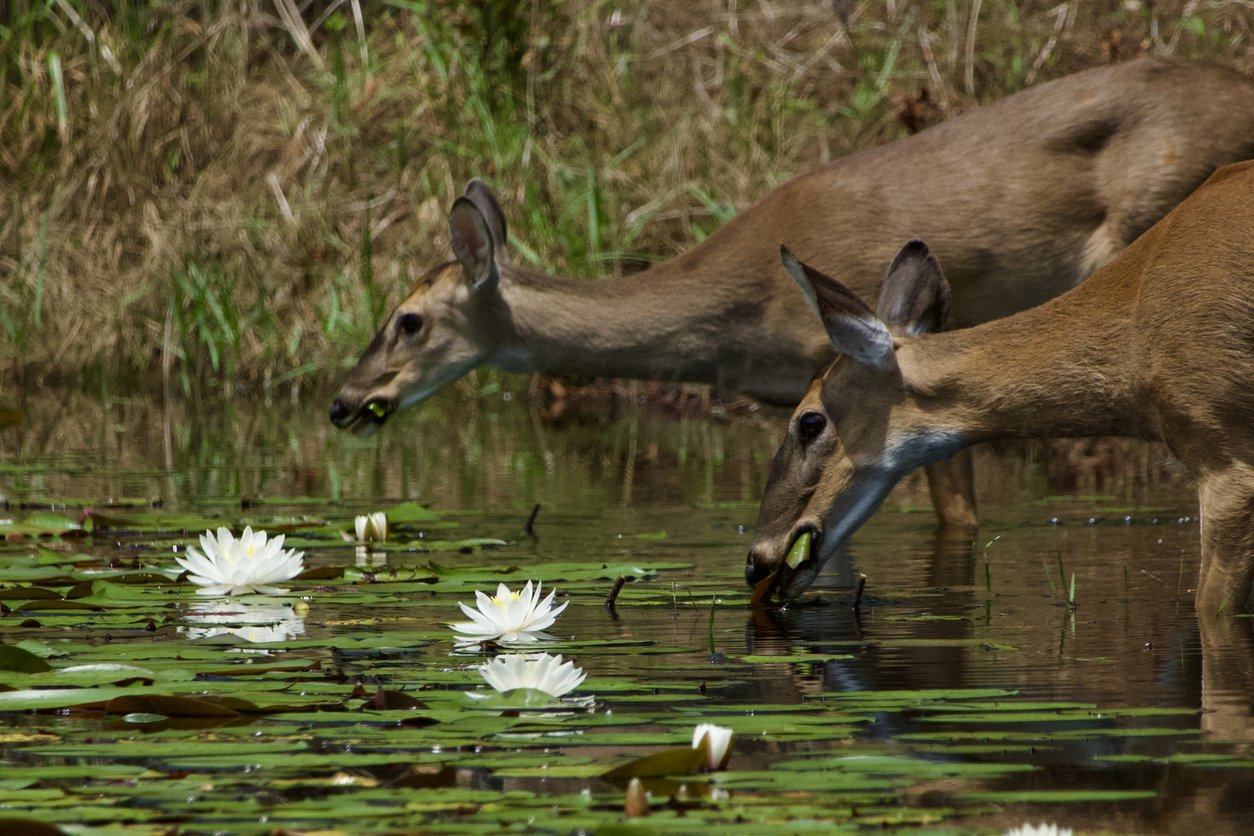 Two deer drinking water from a pond filled with white water lilies and green lily pads.