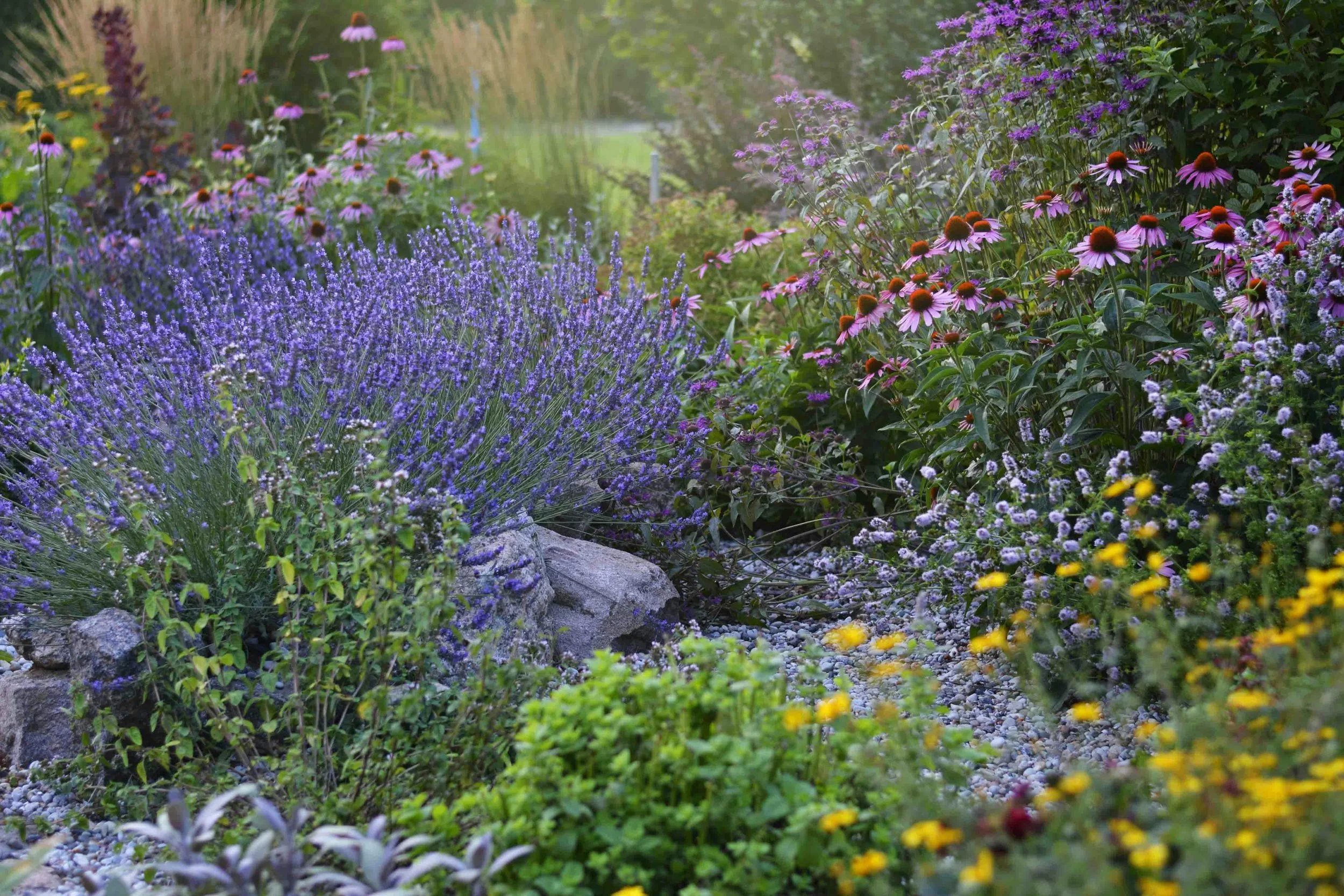 Colorful garden with purple, yellow, and pink flowers, including coneflowers, lavender, and other blooming plants, in a lush outdoor setting.