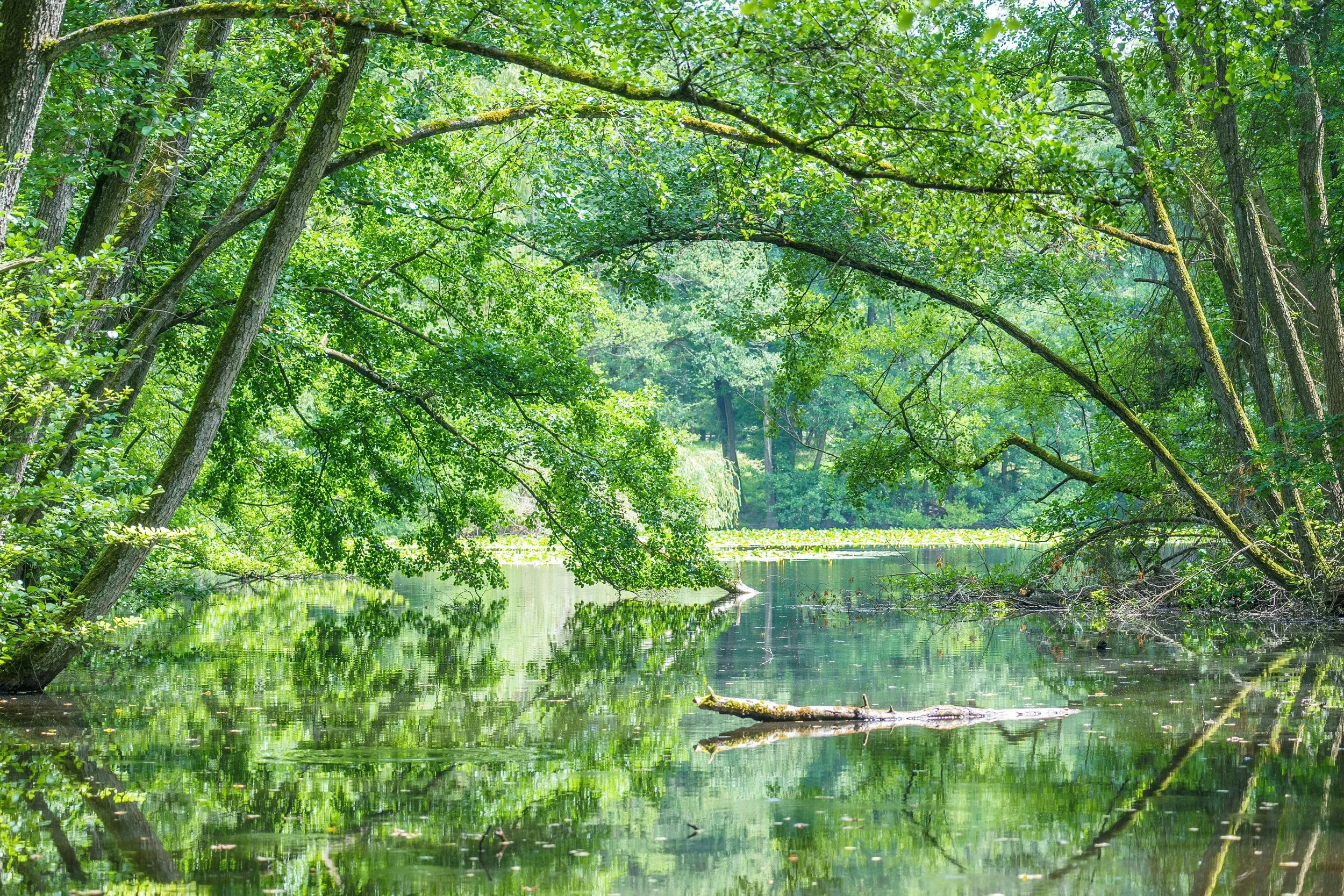 A lush green forest with trees arching over a calm body of water, reflecting the greenery.