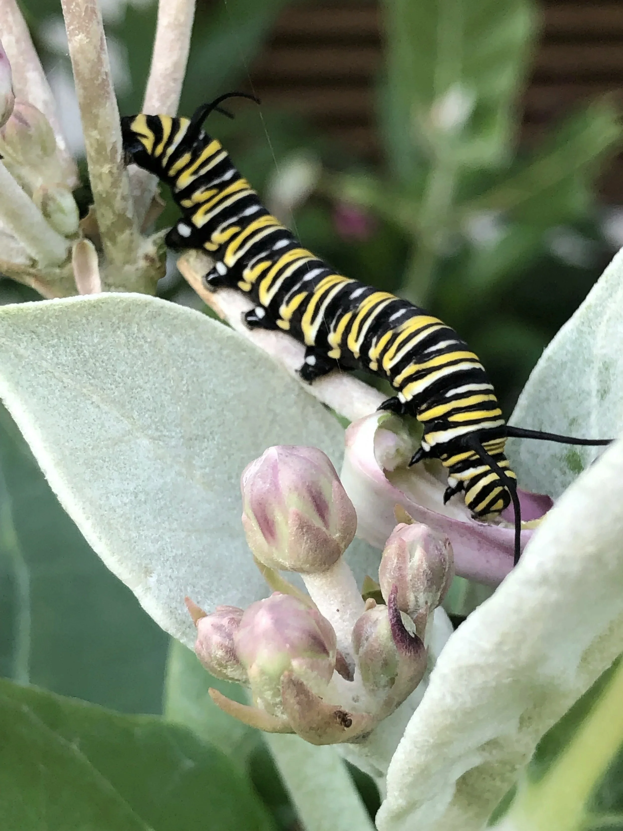 A caterpillar with black, yellow, and white stripes on a plant with pale pink buds and green leaves.