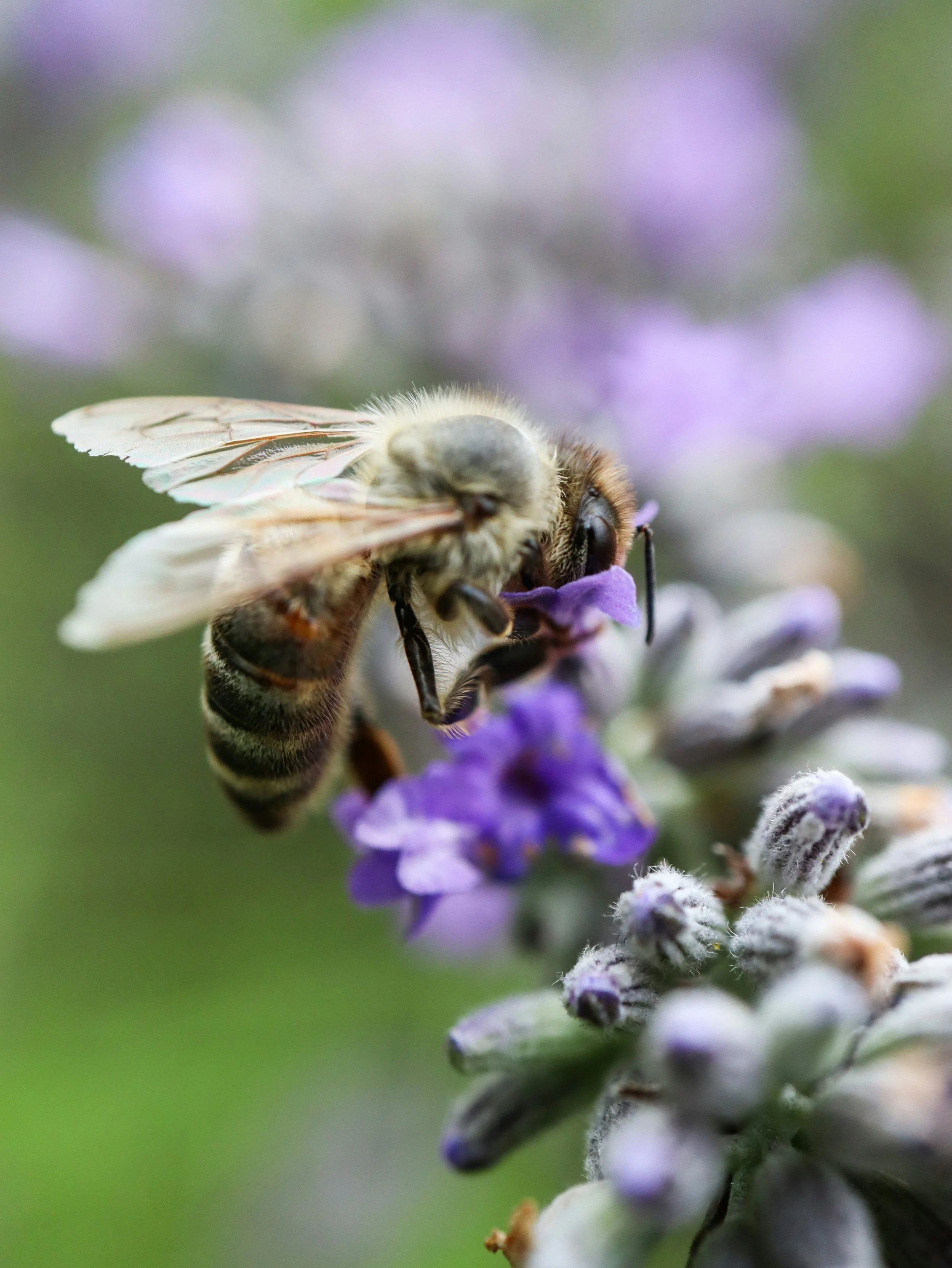 Close-up of a bee collecting nectar from purple flowers with a blurred green background.