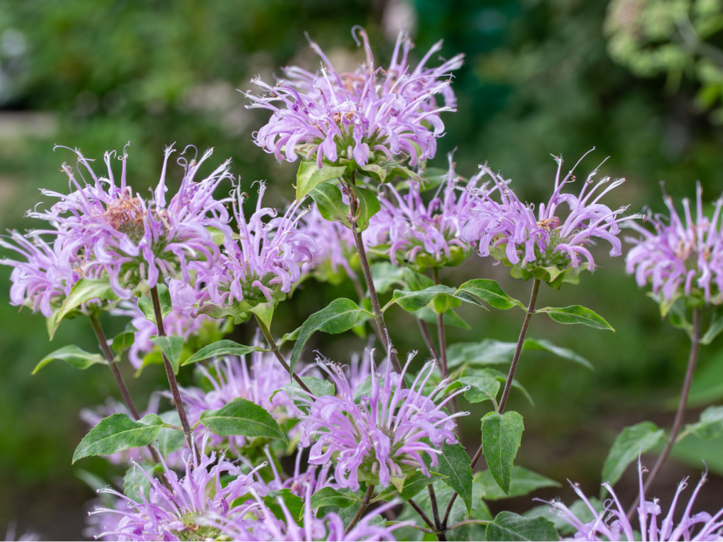 Wild Bergamot