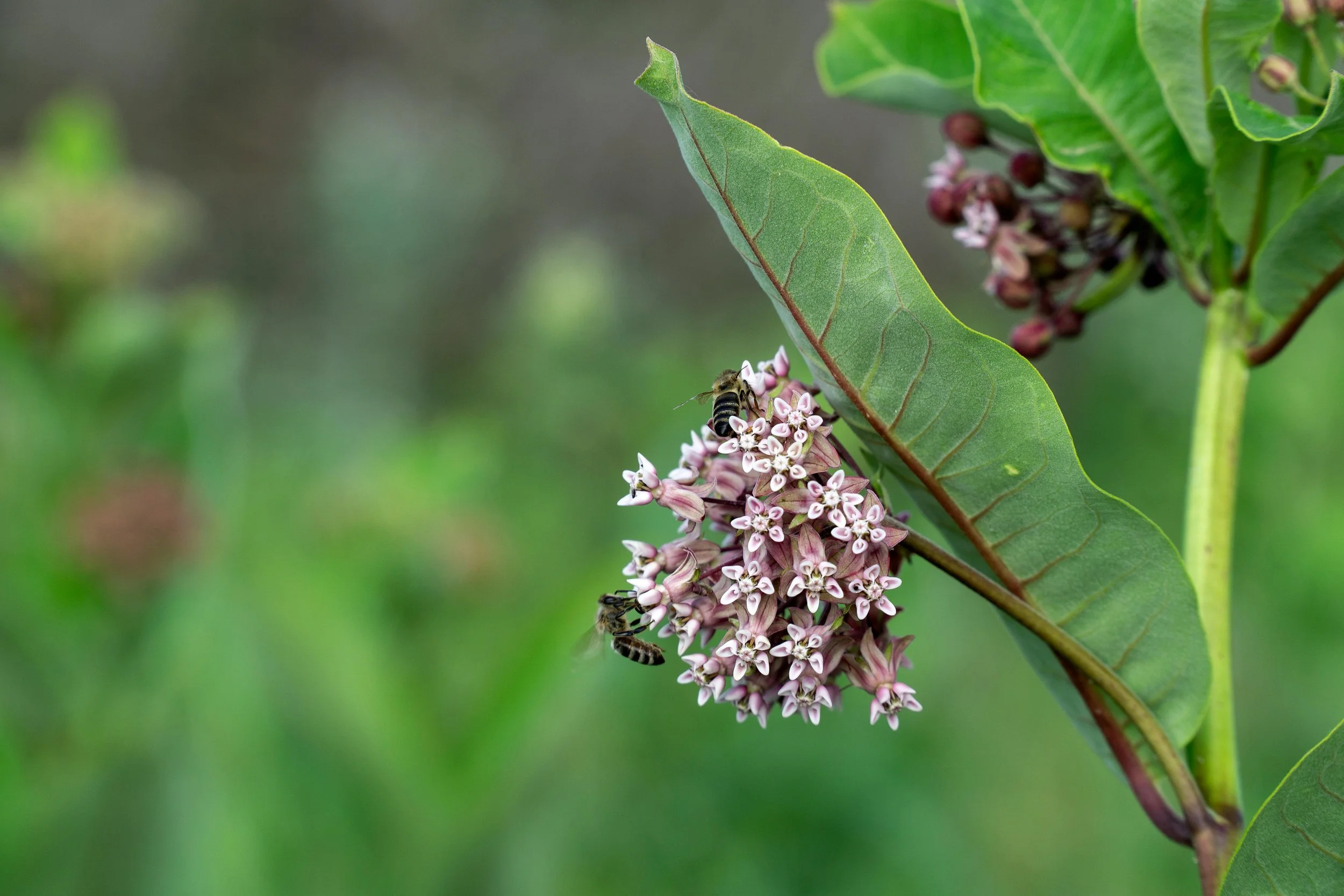 Close-up of a honeybee on a cluster of small pink and white flowers, with large green leaves in the background.