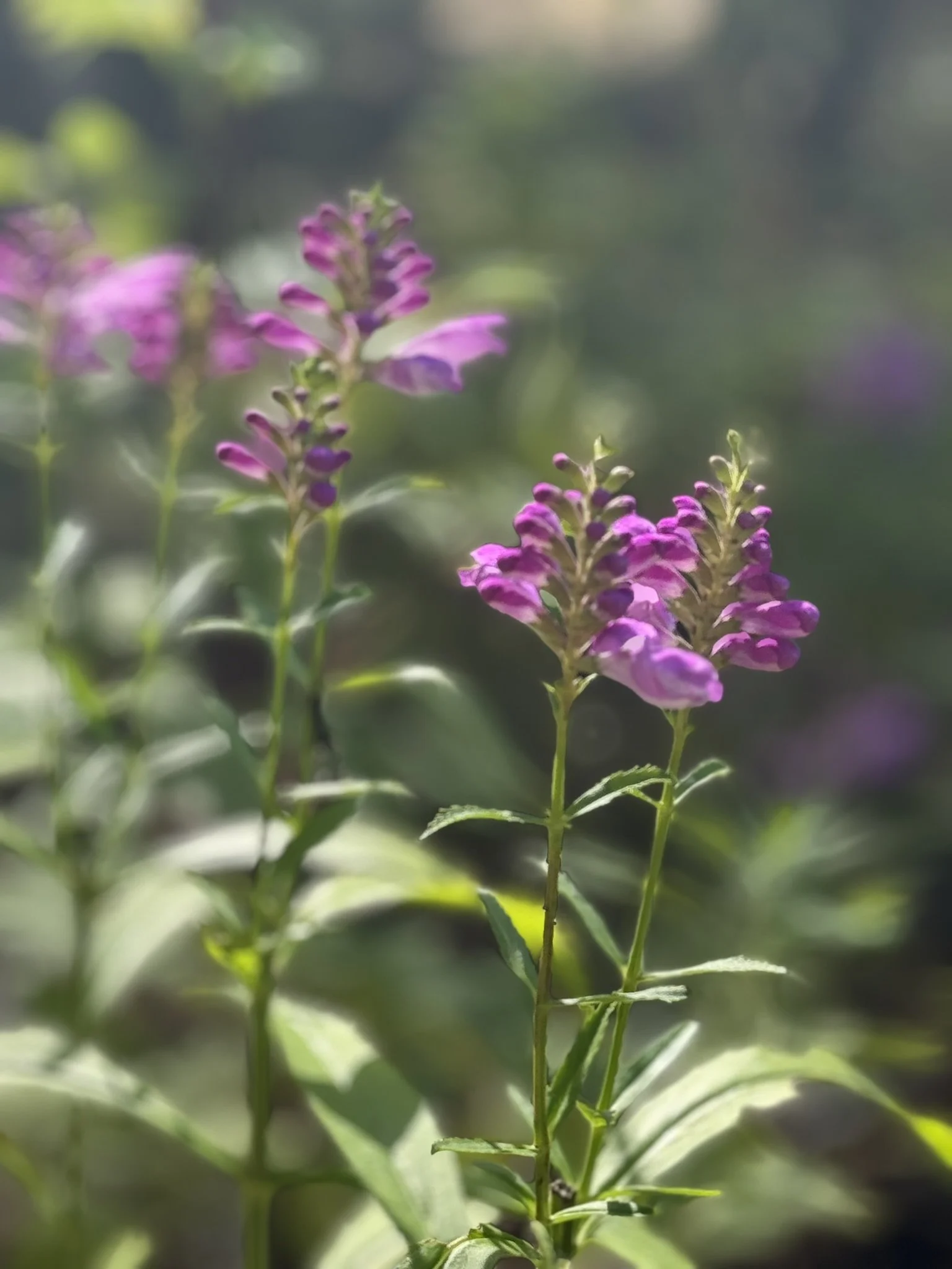 Close-up of purple flowers on a green plant with blurred background.