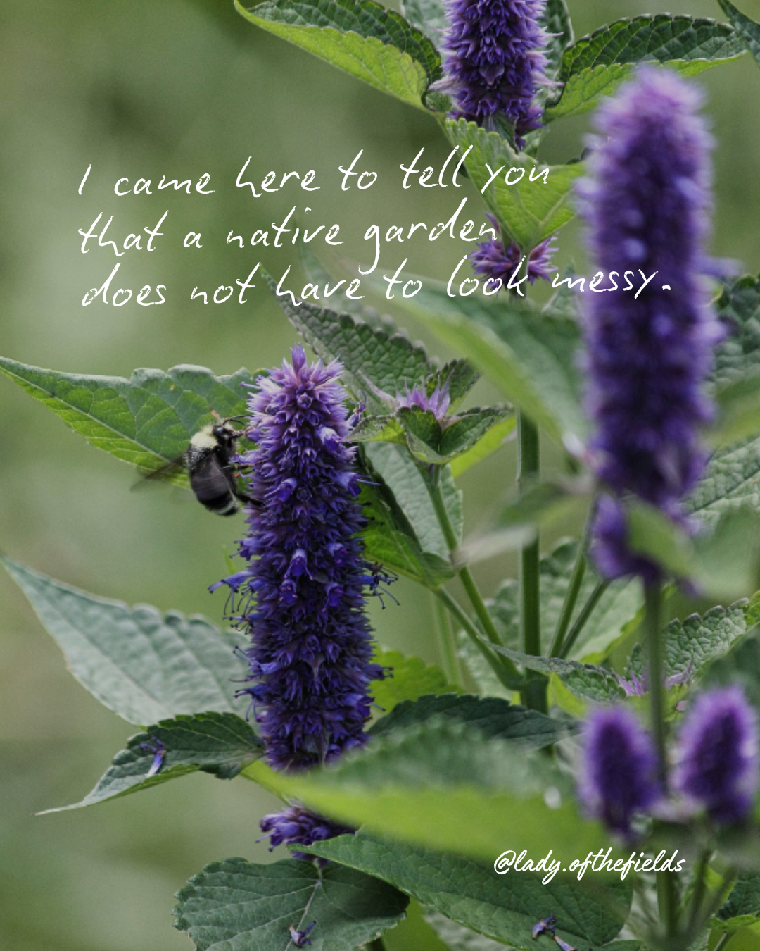 Close-up of purple flowering plant with green leaves and a bee collecting nectar, with a quote about native gardens overlaid.