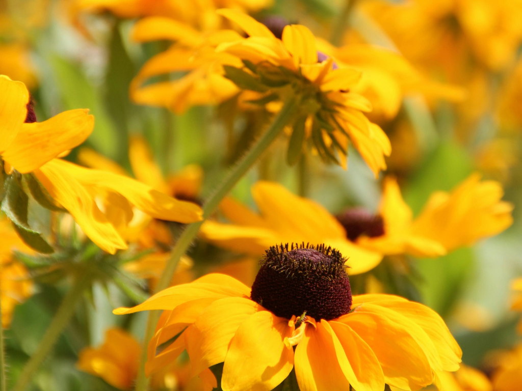 Black-Eyed Susan