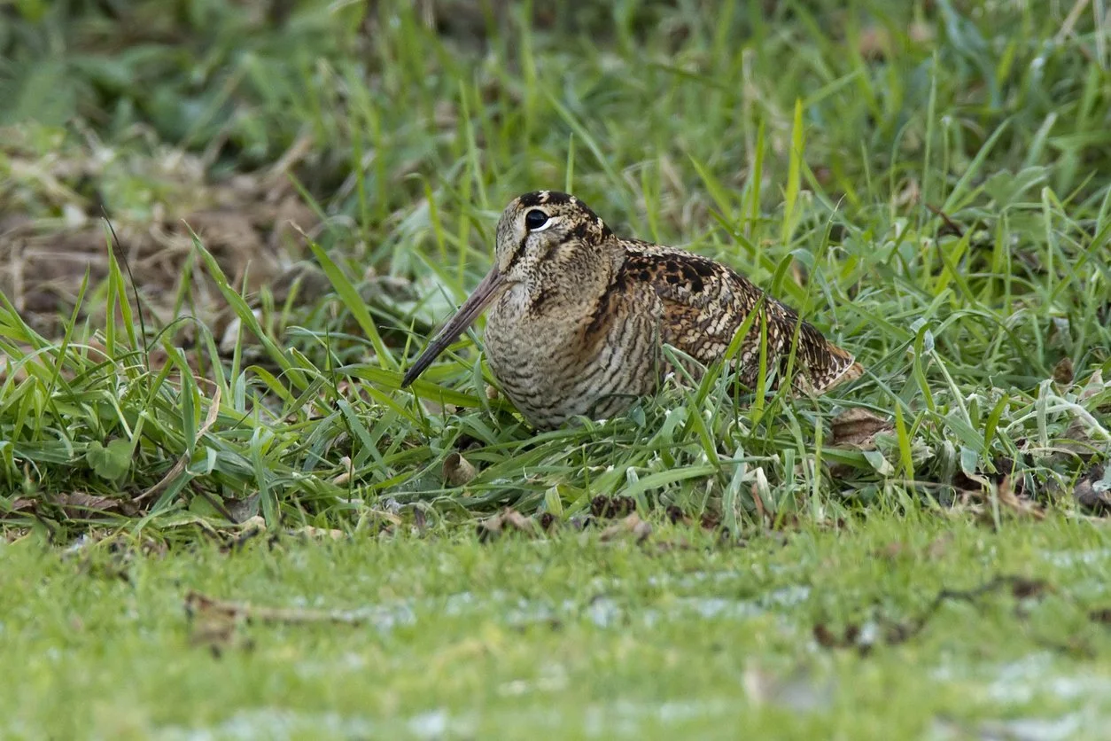 A bird with a long beak and brown, black, and white feathers sitting on the ground among green grass and plants.