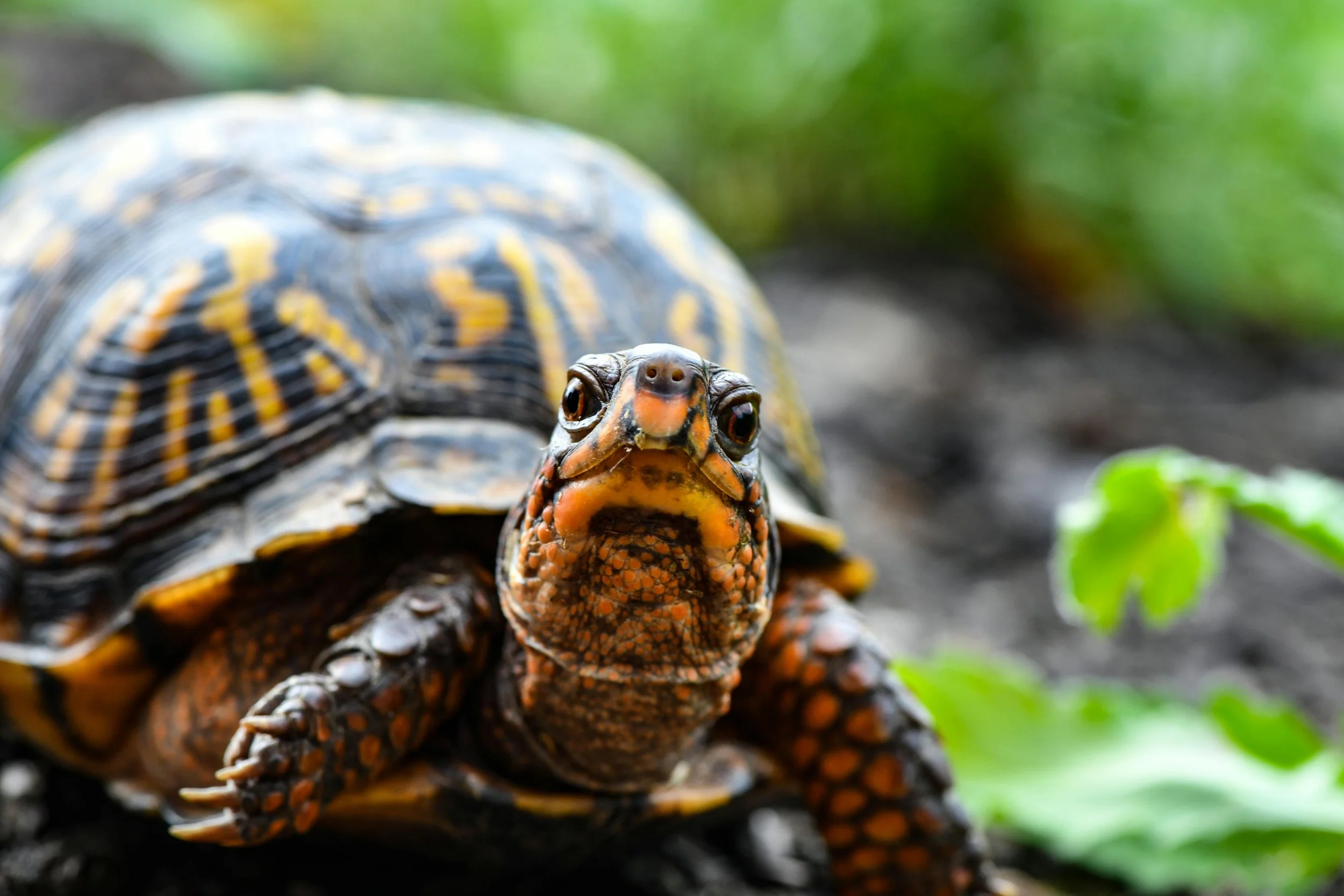Close-up of an Eastern box turtle with a detailed black and yellow shell, facing forward, with a blurred green background.