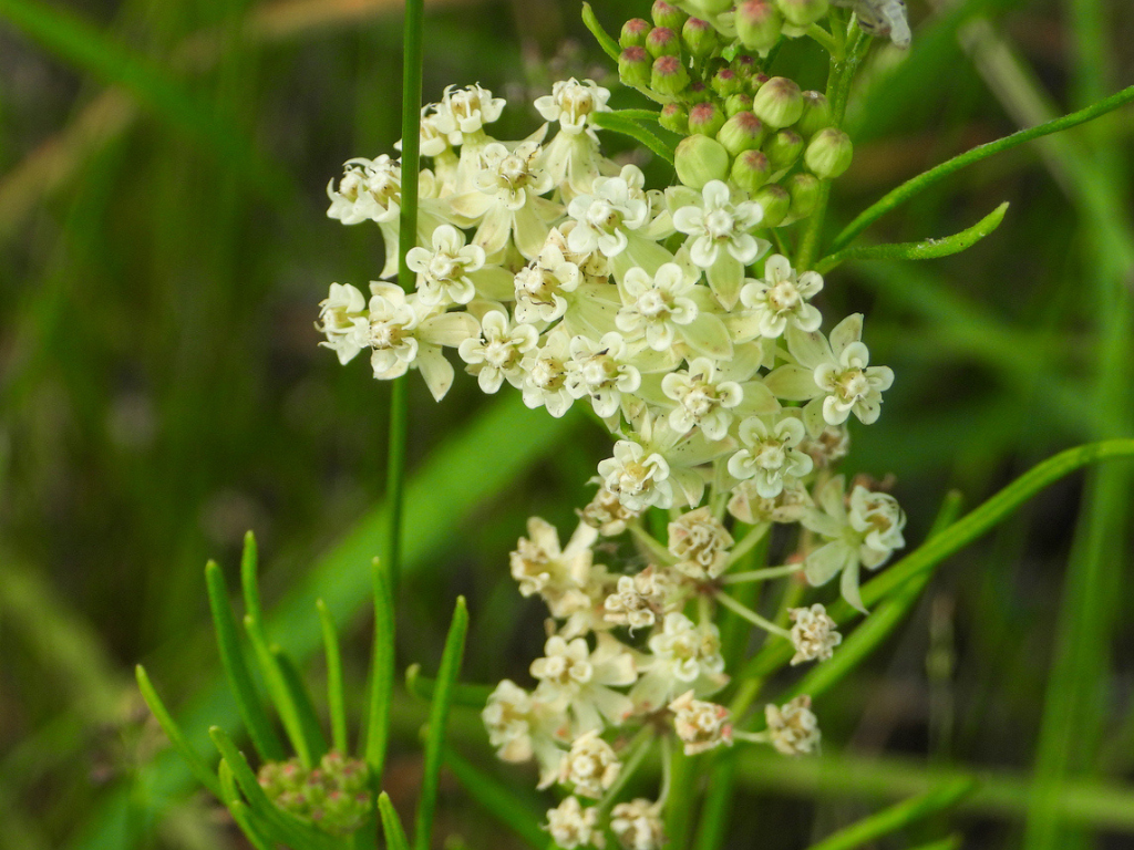 Whorled Milkweed