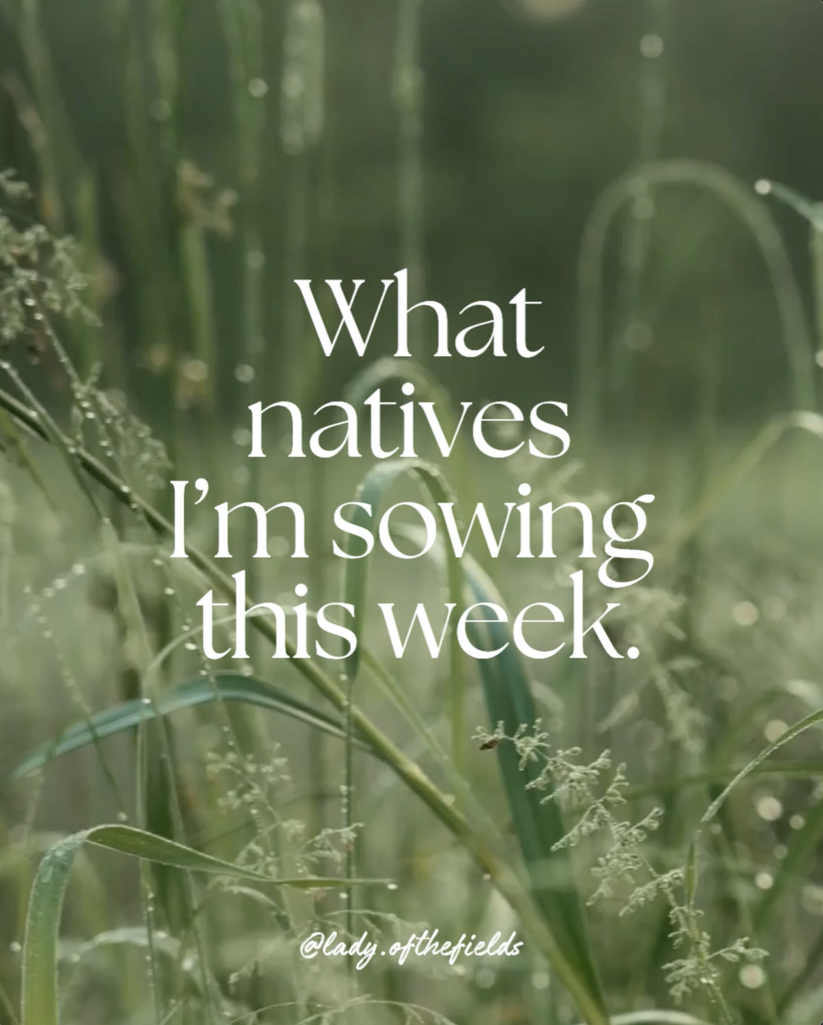 Green field of tall grass and plants with water droplets, with overlaid text reading 'What natives I'm sowing this week.' and a handle '@lady.of.the.fields' at the bottom.
