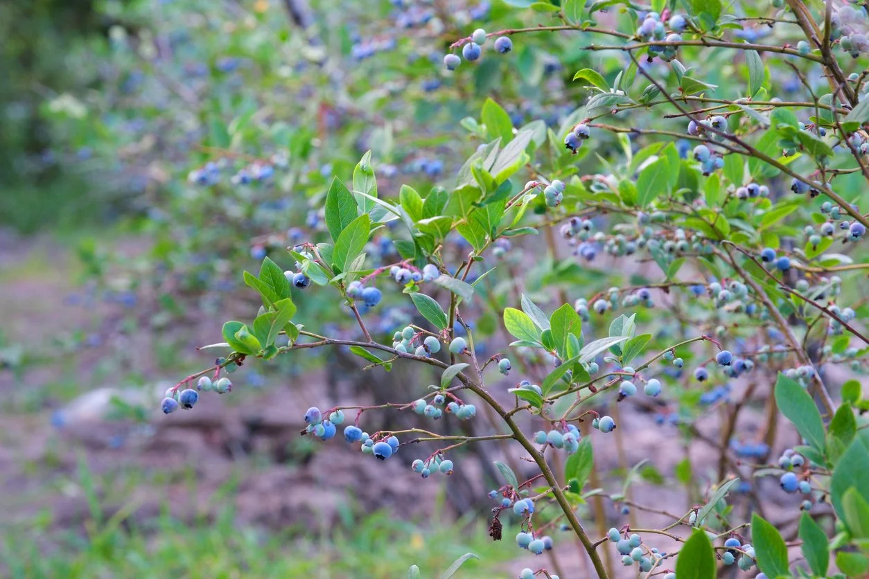 A close-up of a blueberry bush with ripe and unripe blueberries and green leaves in an outdoor setting.