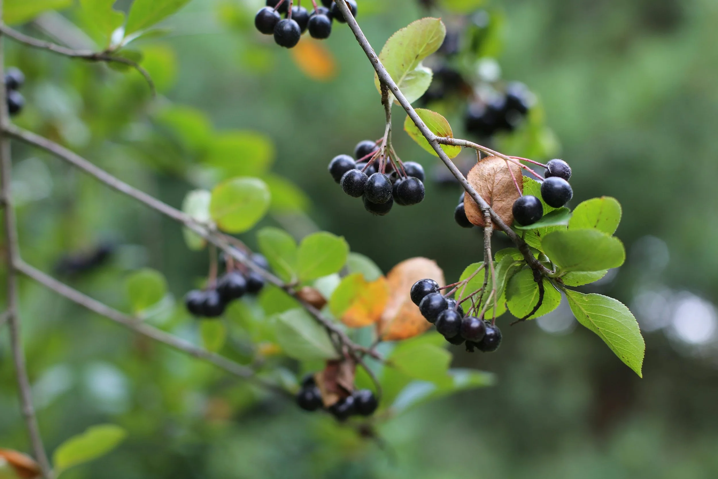 Clusters of black elderberries hanging from branches among green leaves.