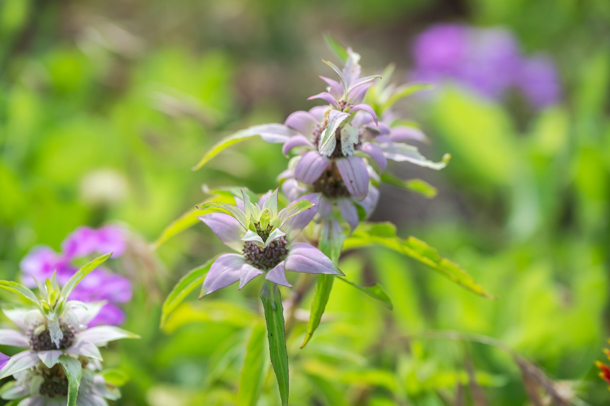 Spotted Bee Balm