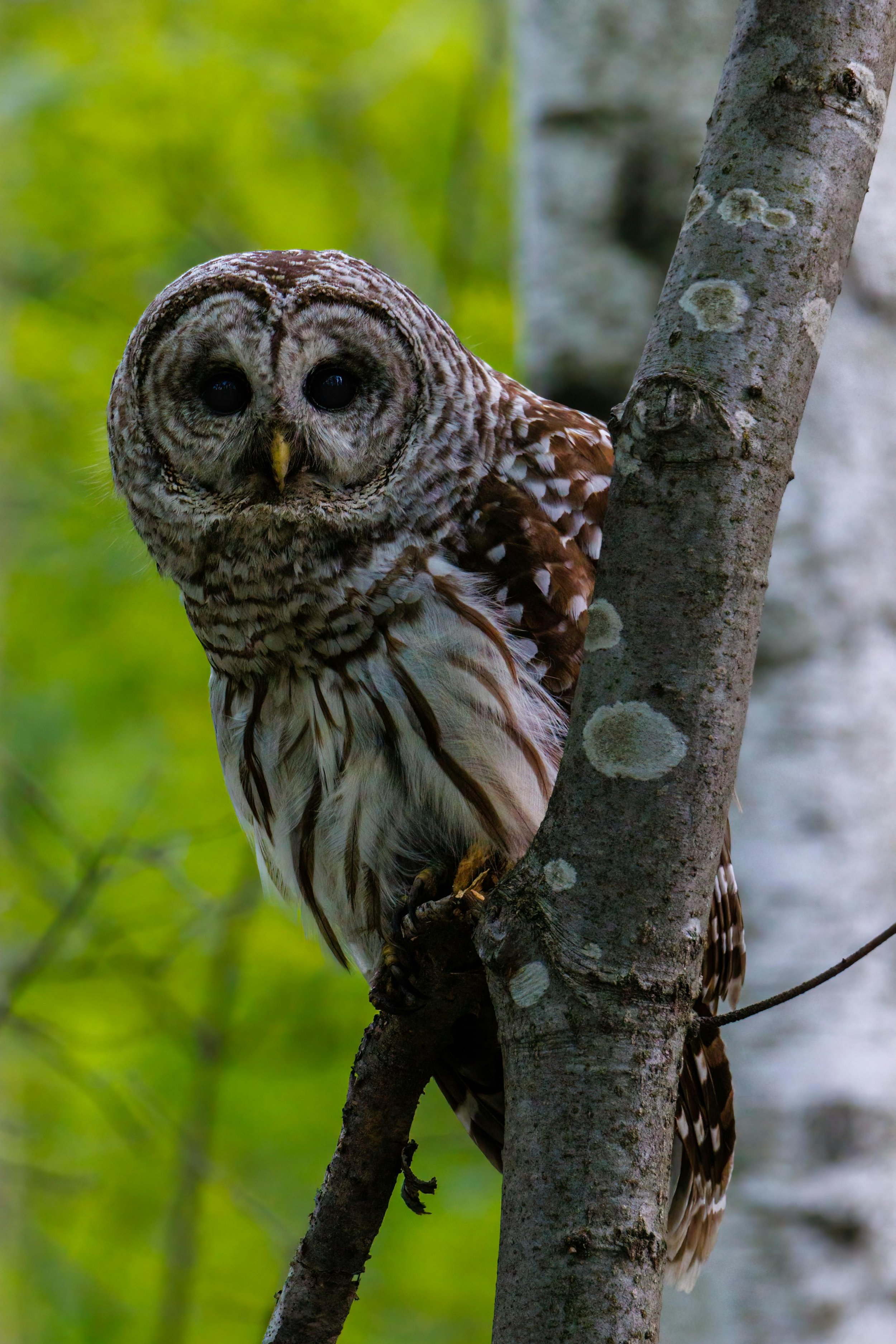 A barred owl perched on a tree branch in a forest setting.