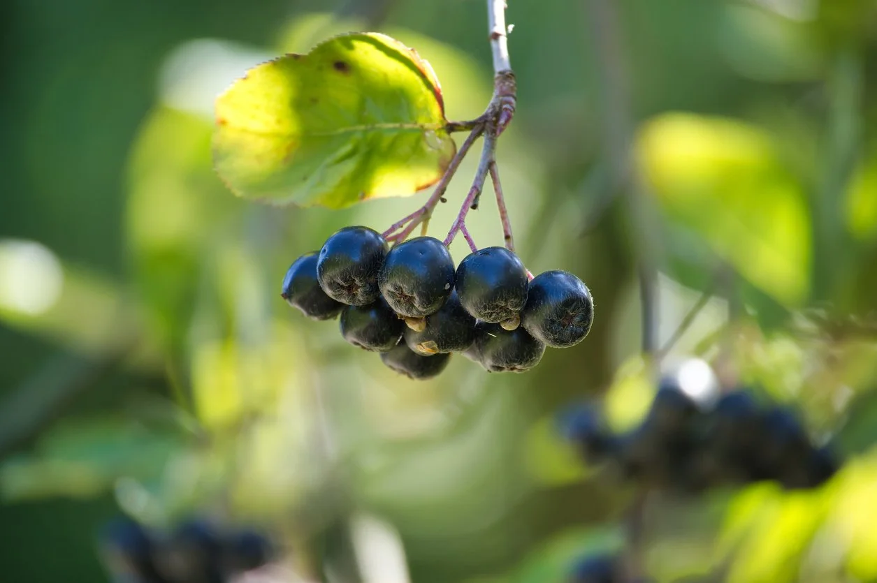 Close-up of a cluster of ripe blackberries hanging from a branch with a green leafy background