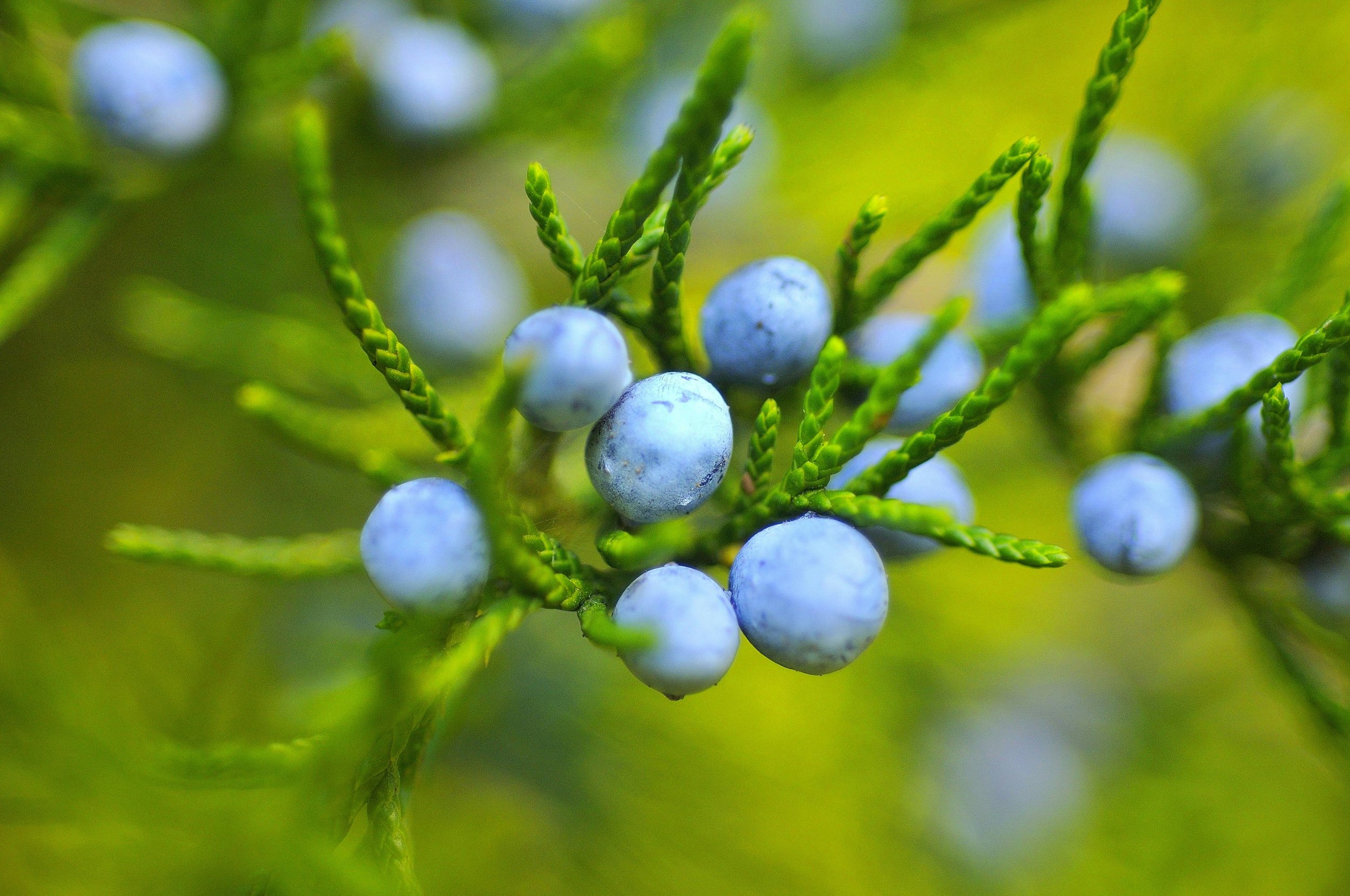 Close-up of blue berries on green foliage.