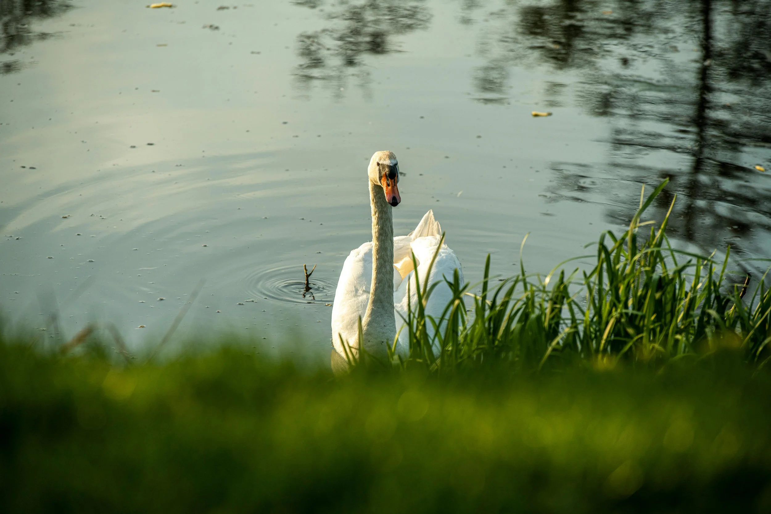 A white swan swimming in a pond with reflections of trees in the water and tall grass in the foreground.