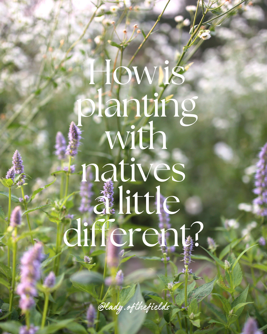 Close-up of purple and pink native flowers in a garden with green foliage, overlaid with white text that reads 'How is planting with natives a little different?' and a byline '@lady.ofthefields'.