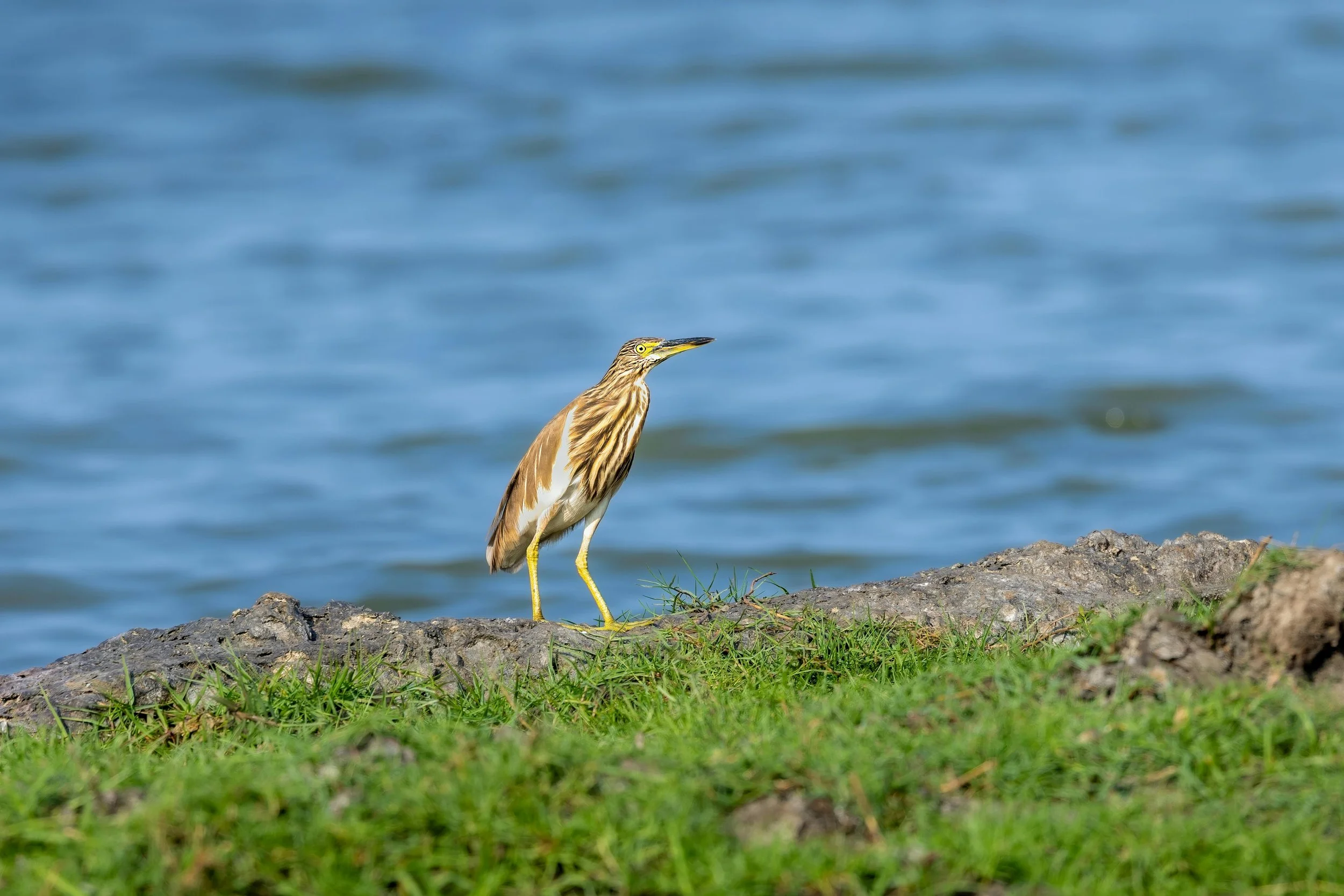 A heron standing on a rocky edge near water, with green grass in the foreground and blue water in the background.