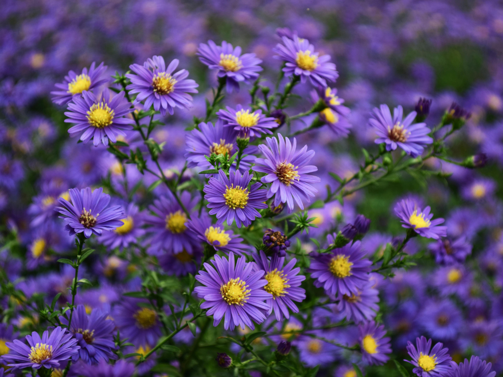 New England Aster