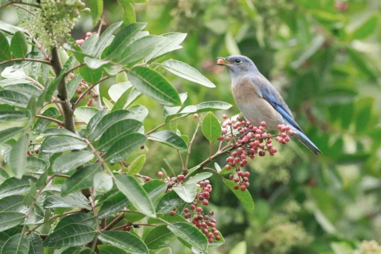 A bluebird perched on a leafy branch with clusters of small red berries.