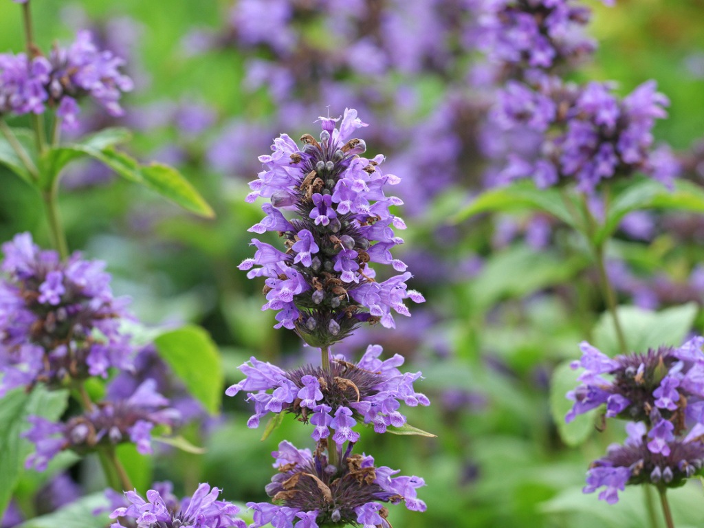Anise Hyssop