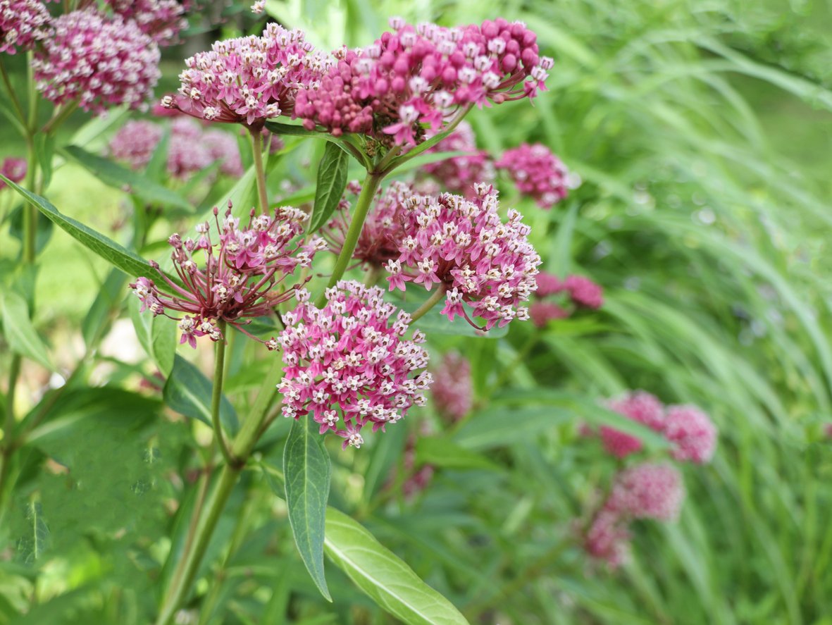 Pink and white flowers blooming on a green plant in a garden.