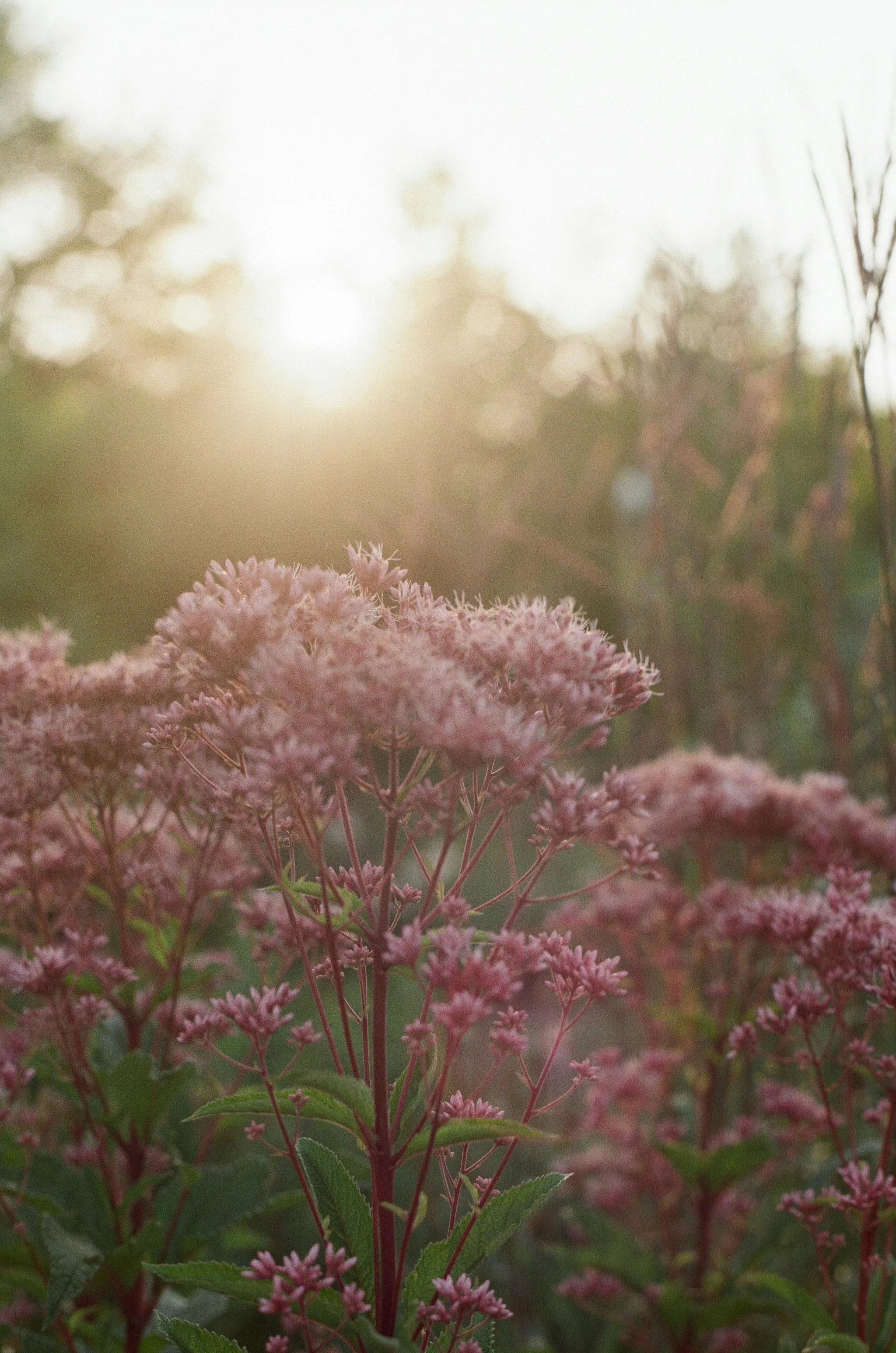 Close-up of pinkish flower clusters with green leaves in a garden, with a blurred background and soft sunlight.