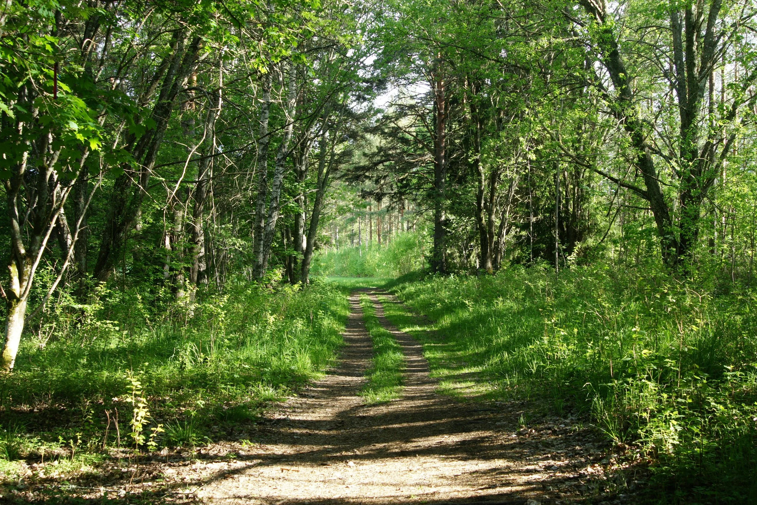 A dirt trail running through a lush green forest with trees on both sides.