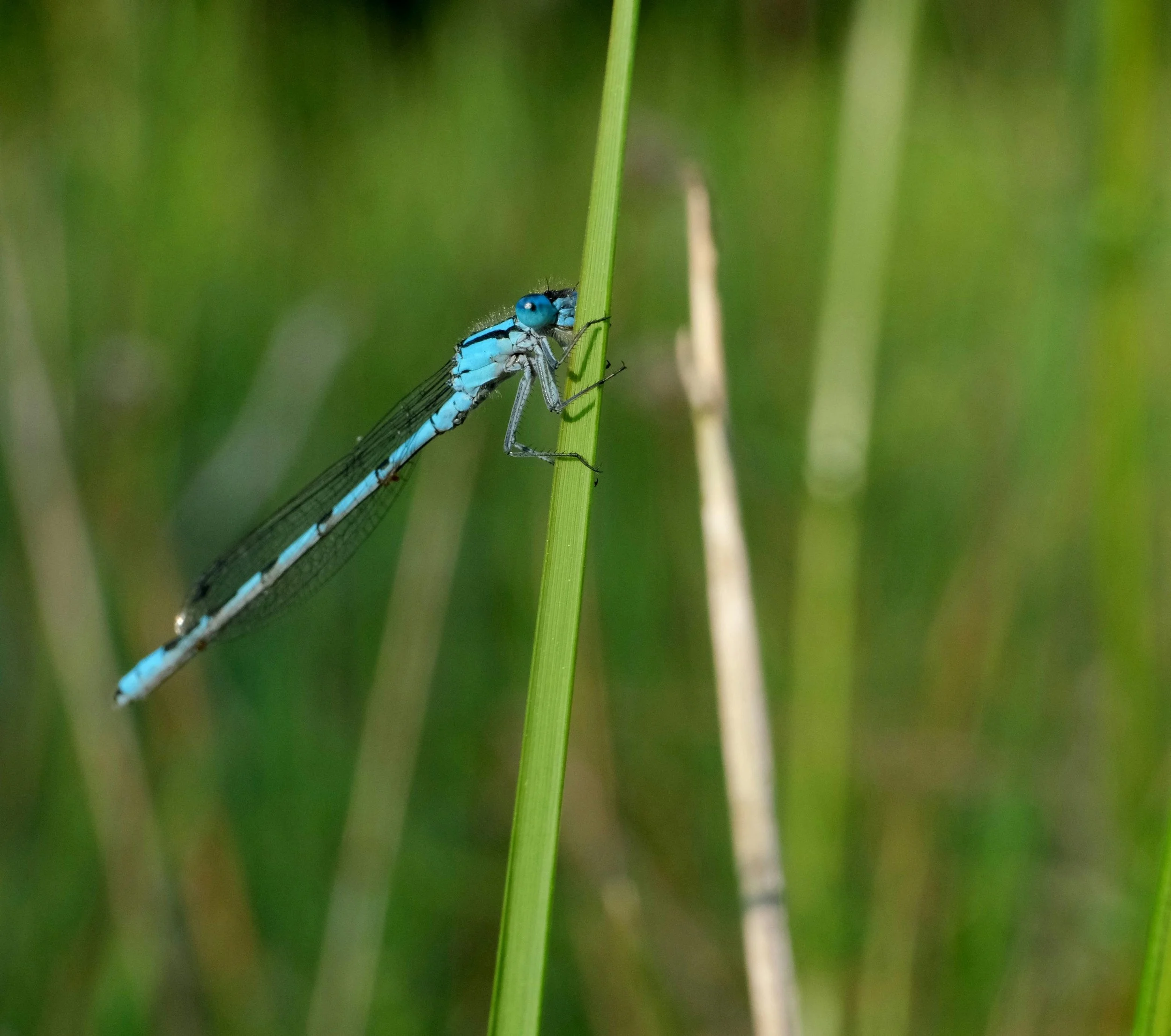 A close-up of a blue dragonfly perched on a green grass stalk with a background of blurred green grass.