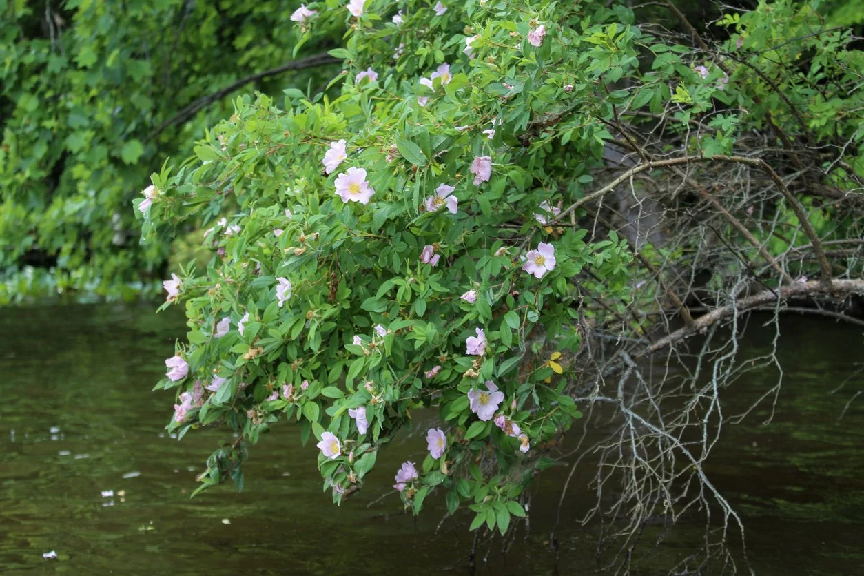 A flowering bush with pink and white blossoms hanging over a river, with lush green foliage in the background.