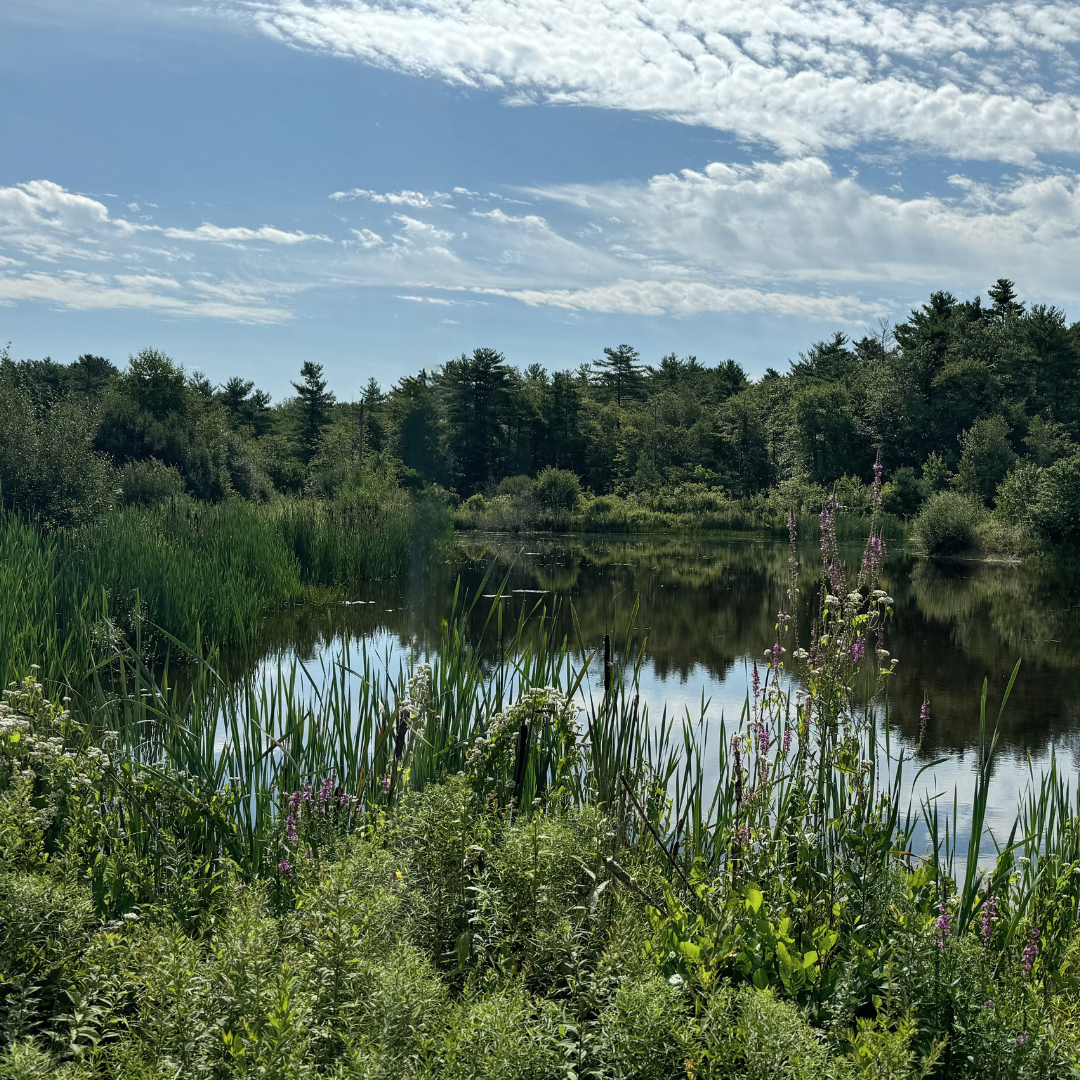 A calm river reflects the blue sky and scattered clouds, surrounded by green trees and tall grass with purple and white wildflowers in the foreground.