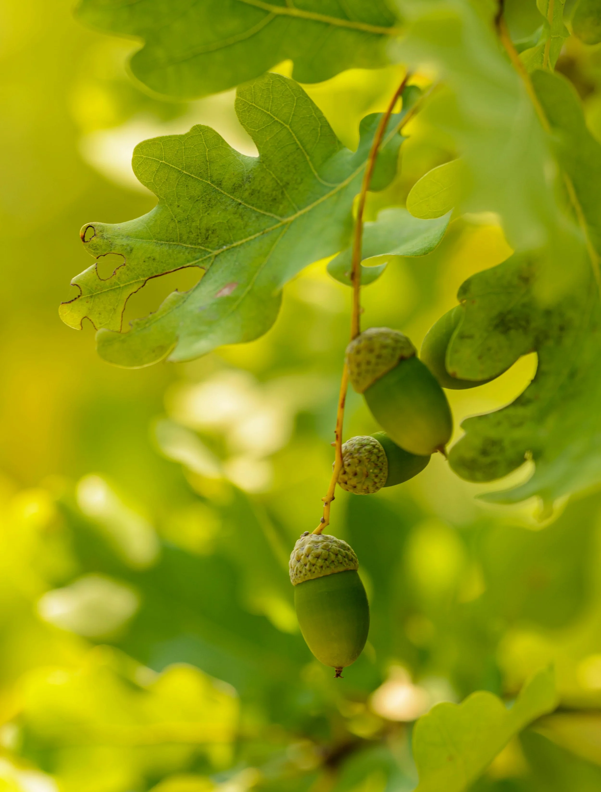 Close-up of green oak tree leaves and acorns hanging from a branch, with sunlight filtering through.