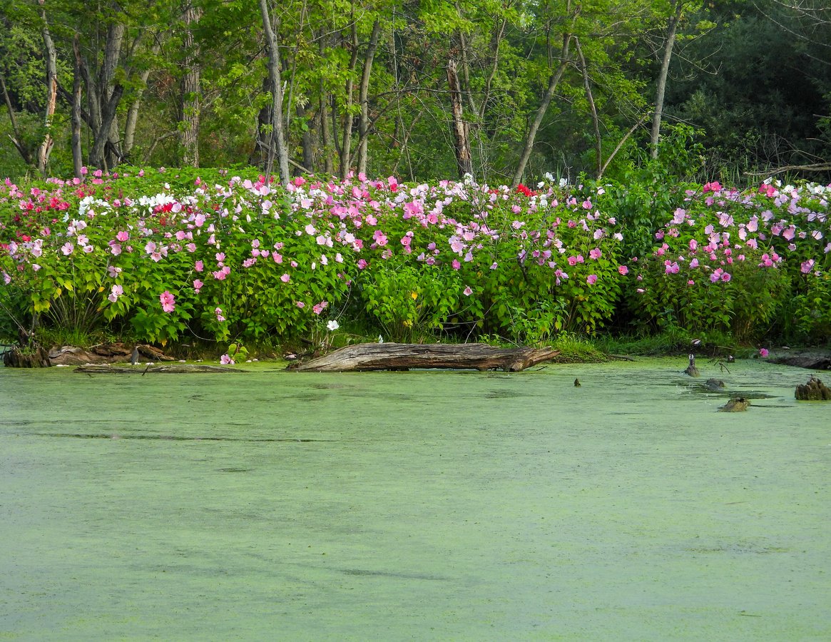 A pond covered with green duckweed, with a shoreline of pink and white flowers and trees in the background.