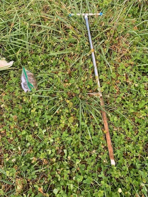 Dragonfly Nutrient Assessment 5.jpeg